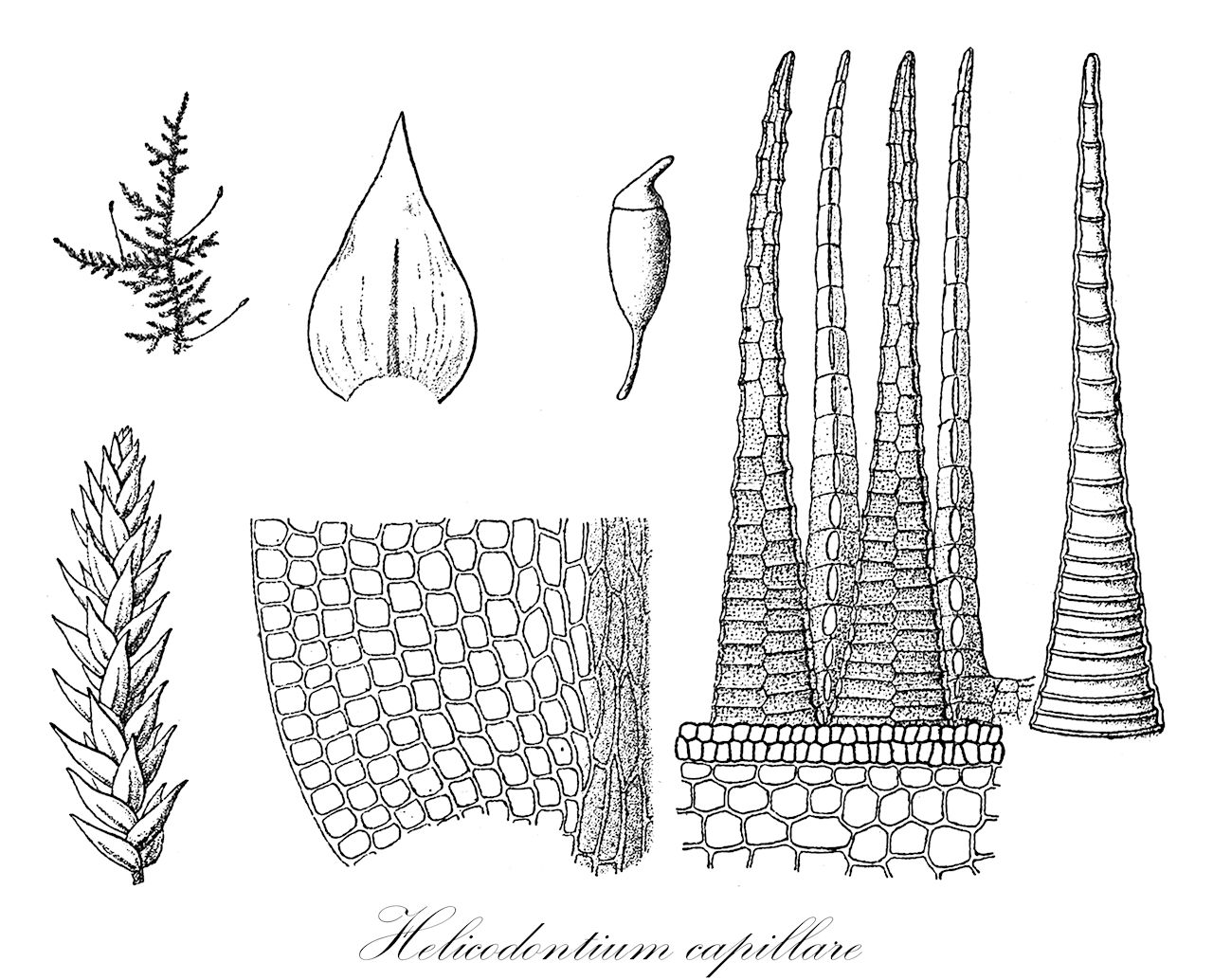 Helicodontium capillare - Brachytheciaceae,Plantae,Bryobiotina,Bryophyta,Bryopsida,Bryidae,Hypnanae,Hypnales,Brachytheciaceae,Helicodontium,Helicodontium capillare,Dubyella italica, Helicodontium exilissimum, Helicodontium italicum, Helicodontium laevisetum, Helicodontium obliquerostratum, Helicodontium tarapotense, Helicodontium tenuirostre, Helicodontium tenuirostre var. obtusiusculum, Hypnum capillare, Hypnum exilissimum, Hypnum furcatum, Hypnum helicodontium, Hypnum laevisetum, Hypnum obliquerostratum, Hypnum parvulum, Hypnum tenuirostre, Hypnum trichodes, Leskea capillaris, Leskea minutula, Leskea tenuirostris, Myrinia tenuirostris, Rhynchostegium exilissimum