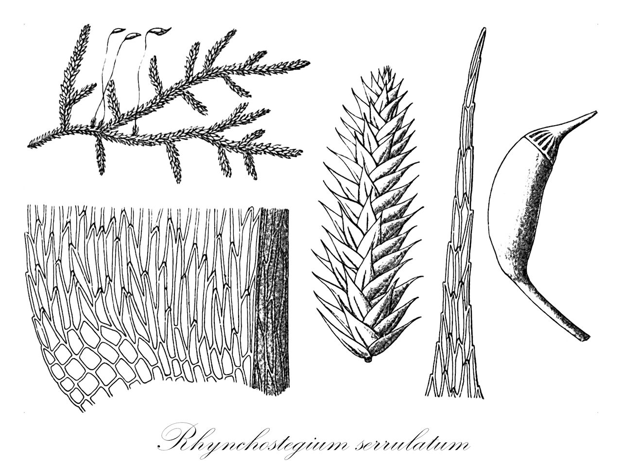 Rhynchostegium serrulatum - Brachytheciaceae,Plantae,Bryobiotina,Bryophyta,Bryopsida,Bryidae,Hypnanae,Hypnales,Brachytheciaceae,Rhynchostegium,Rhynchostegium serrulatum,Brachythecium serrulatum, Eurhynchium blandum, Eurhynchium huitomalconum, Eurhynchium serrulatum, Eurhynchium serrulatum subsp. eriense, Eurhynchium serrulatum subsp. hispidifolium, Hypnum callistomum, Hypnum expallescens, Hypnum huitomalconum, Hypnum serrulatum, Rhynchostegium blandum, Rhynchostegium brachypyxis, Rhynchostegium callistomum, Rhynchostegium expallescens, Rhynchostegium frondicola, Rhynchostegium guatemalense, Rhynchostegium huitomalconum, Rhynchostegium serrulatum subsp. eriense, Rhynchostegium serrulatum subsp. hispidifolium, Rhynchostegium serrulatum var. frondicola, Steerecleus serrulatus