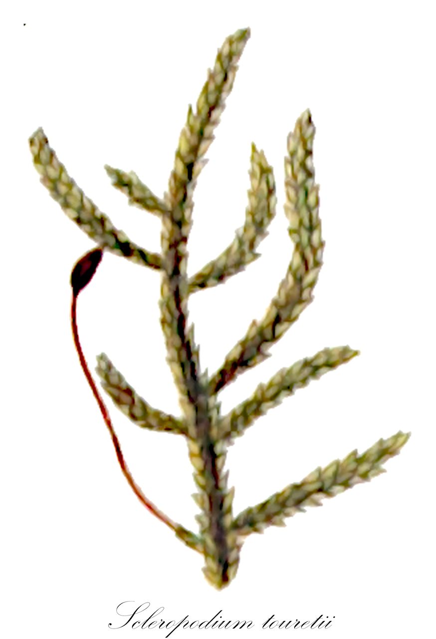 Scleropodium touretii - Brachytheciaceae,Plantae,Bryobiotina,Bryophyta,Bryopsida,Bryidae,Hypnanae,Hypnales,Brachytheciaceae,Scleropodium,Scleropodium touretii,Brachythecium ambiguum, Brachythecium colpophyllum, Brachythecium cymbifolium, Brachythecium illecebrum, Cirriphyllum illecebrum f. teneriffae, Eurhynchium colpophyllum, Eurhynchium illecebrum, Eurhynchium macounii, Hypnum blandum, Hypnum colpophyllum, Hypnum illecebrum, Hypnum illecebrum var. minus, Hypnum illecebrum var. nanum, Hypnum illecebrum var. piliferum, Hypnum illecebrum var. touretii, Hypnum purum var. illecebrum, Hypnum touretti, Hypnum vermiculare, Rhynchostegium illecebrum, Rhynchostegium winteri, Scleropodium ambiguum, Scleropodium australe, Scleropodium colpophyllum, Scleropodium colpophyllum var. attenuatum, Scleropodium colpophyllum var. flagelliforme, Scleropodium illecebrum, Scleropodium illecebrum f. piliferum, Scleropodium illecebrum var. complanatum, Scleropodium illecebrum var. decipiens, Scleropodium illecebrum var. latinervium, Scleropodium illecebrum var. minus, Scleropodium illecebrum var. piliferum, Scleropodium illecebrum var. scabridum, Scleropodium illecebrum var. spininervium, Scleropodium illecebrum var. teneriffae, Scleropodium illecebrum var. tenue, Scleropodium macounii, Scleropodium touretii f. complanatum, Scleropodium touretii f. piliferum, Scleropodium touretii f. tenue, Scleropodium touretii var. colpophyllum, Scleropodium touretii var. decipiens, Scleropodium touretii var. latinervium, Scleropodium touretii var. spininervium, Scleropodium touretii var. touretii