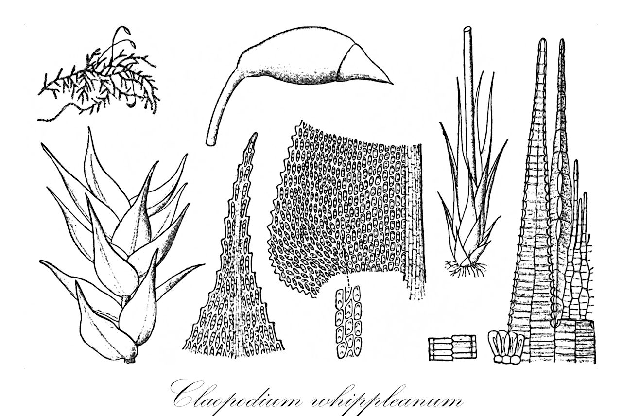 Claopodium whippleanum - Brachytheciaceae,Plantae,Bryobiotina,Bryophyta,Bryopsida,Bryidae,Hypnanae,Hypnales,Brachytheciaceae,Claopodium,Claopodium whippleanum,Claopodium algarvicum, Claopodium hawaiense, Claopodium leuconeurum, Claopodium whippleanum f. cavernicola, Claopodium whippleanum var. cavernicola, Claopodium whippleanum var. leuconeuron, Hypnum leuconeuron, Hypnum whippleanum, Leskea algarvica, Pseudoleskea algarvica, Thuidium algarvicum, Thuidium leskeoides, Thuidium leuconeuron, Thuidium whippleanum