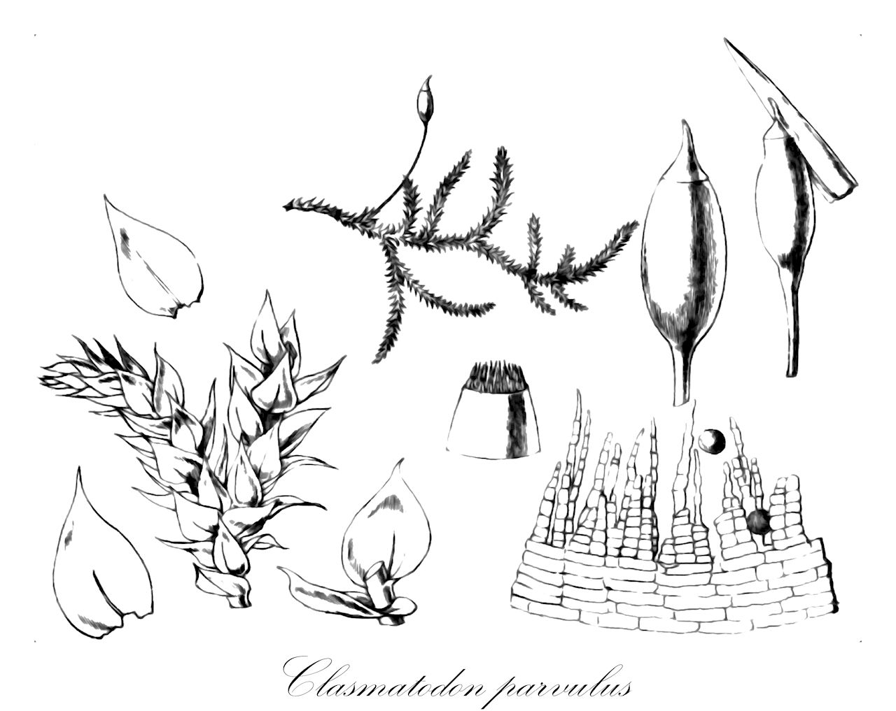 Clasmatodon parvulus - Brachytheciaceae,Plantae,Bryobiotina,Bryophyta,Bryopsida,Bryidae,Hypnanae,Hypnales,Brachytheciaceae,Clasmatodon,Clasmatodon parvulus,Anisodon acutirostris, Anisodon bertramii, Anisodon perpusillus, Brachythecium acuminatum var. filiforme, Chamberlainia acuminata var. filiformis, Clasmatodon bertramii, Clasmatodon parvulus var. julaceus, Clasmatodon parvulus var. parvulus, Clasmatodon parvulus var. rupestris, Clasmatodon pusillus, Clasmatodon rupestris, Fabronia wrightii var. brachyphylla, Hypnum acuminatum var. filiforme, Hypnum parvulum, Leskea parvula, Regmatodon parvulus