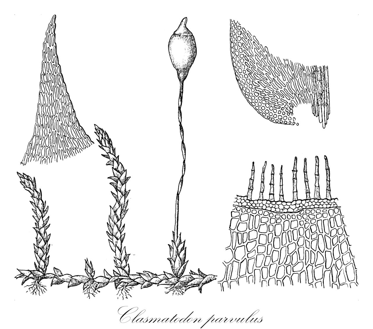 Clasmatodon parvulus - Brachytheciaceae,Plantae,Bryobiotina,Bryophyta,Bryopsida,Bryidae,Hypnanae,Hypnales,Brachytheciaceae,Clasmatodon,Clasmatodon parvulus,Anisodon acutirostris, Anisodon bertramii, Anisodon perpusillus, Brachythecium acuminatum var. filiforme, Chamberlainia acuminata var. filiformis, Clasmatodon bertramii, Clasmatodon parvulus var. julaceus, Clasmatodon parvulus var. parvulus, Clasmatodon parvulus var. rupestris, Clasmatodon pusillus, Clasmatodon rupestris, Fabronia wrightii var. brachyphylla, Hypnum acuminatum var. filiforme, Hypnum parvulum, Leskea parvula, Regmatodon parvulus