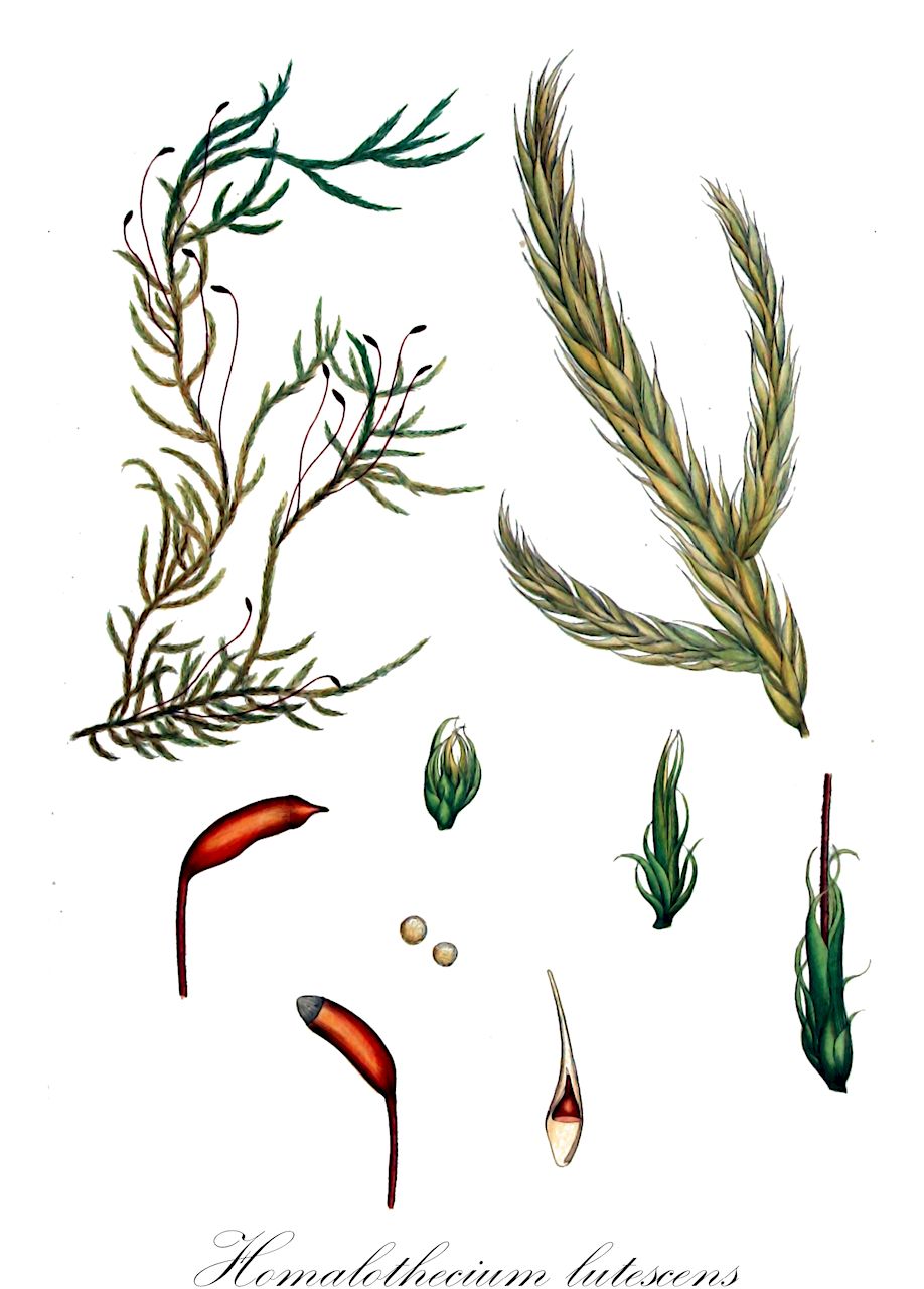 Homalothecium lutescens - Brachytheciaceae,Plantae,Bryobiotina,Bryophyta,Bryopsida,Bryidae,Hypnanae,Hypnales,Brachytheciaceae,Homalothecium,Homalothecium lutescens,Brachythecium lutescens, Camptothecium lutescens, Camptothecium lutescens f. condensatum, Camptothecium lutescens f. glabrum, Camptothecium lutescens f. gracile, Camptothecium lutescens f. pinnatifidum, Camptothecium lutescens f. subpinnatum, Camptothecium lutescens var. angustifolium, Camptothecium lutescens var. condensatum, Camptothecium lutescens var. condensatum, Camptothecium lutescens var. glabrum, Camptothecium lutescens var. gracile, Camptothecium lutescens var. pinnatifidum, Camptothecium lutescens var. pinnatum, Camptothecium lutescens var. subpinnatum, Climacium lutescens, Homalothecium lutescens subsp. lutescens, Hypnum lutescens, Hypnum lutescens var. subpinnatum, Isothecium lutescens