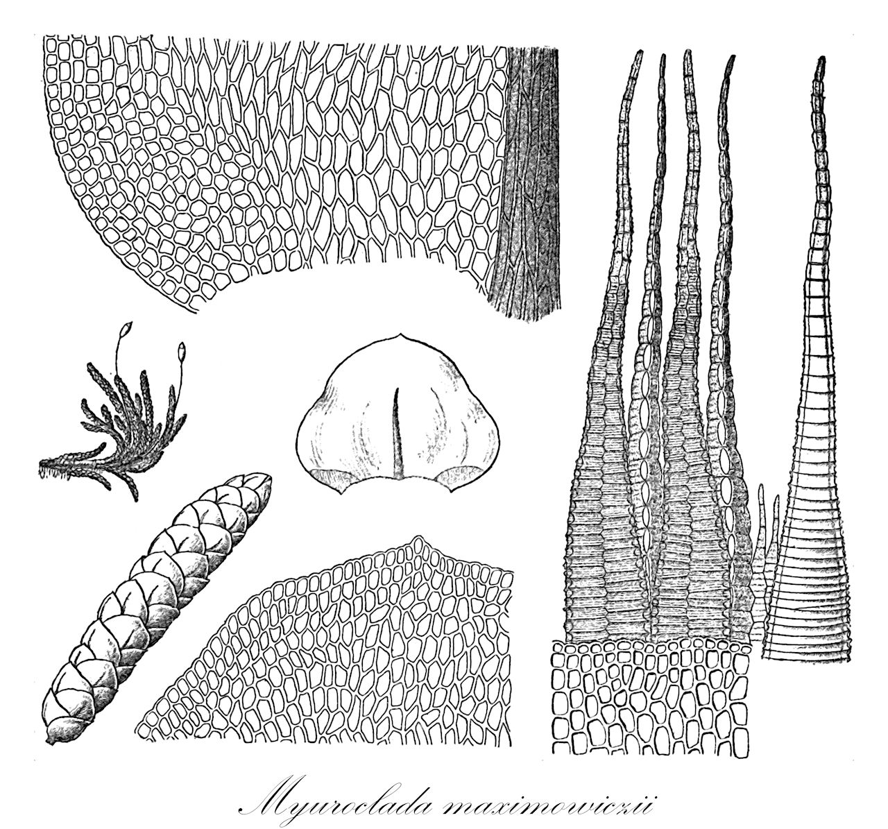 Myuroclada maximowiczii - Brachytheciaceae,Plantae,Bryobiotina,Bryophyta,Bryopsida,Bryidae,Hypnanae,Hypnales,Brachytheciaceae,Myuroclada,Myuroclada maximowiczii,Achrolepis concinna, Eurhynchium concinnum, Hypnum concinnum, Hypnum maximowiczii, Myurella concinna, Myurella maximowiczii, Myuroclada concinna, Myuroclada concinna var. gracilis, Myuroclada maximowiczii var. gracilis