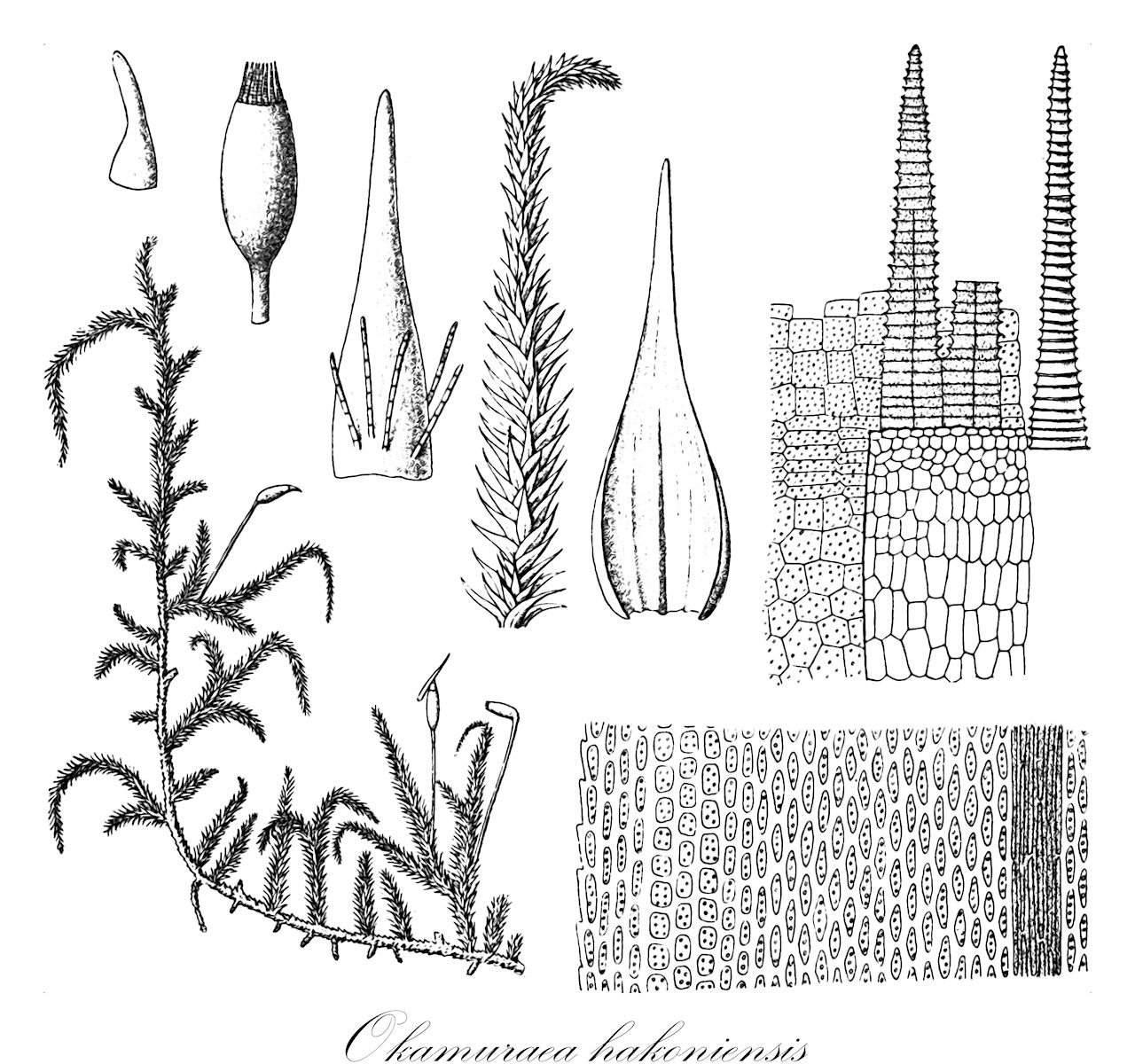 Okamuraea hakoniensis - Brachytheciaceae,Plantae,Bryobiotina,Bryophyta,Bryopsida,Bryidae,Hypnanae,Hypnales,Brachytheciaceae,Okamuraea,Okamuraea hakoniensis,Hypnum hakoniense, Okamuraea cristata, Okamuraea hakoniensis var. hakoniensis, Okamuraea latifolia, Ptychodium hakoniense, Rigodiopsis japonica