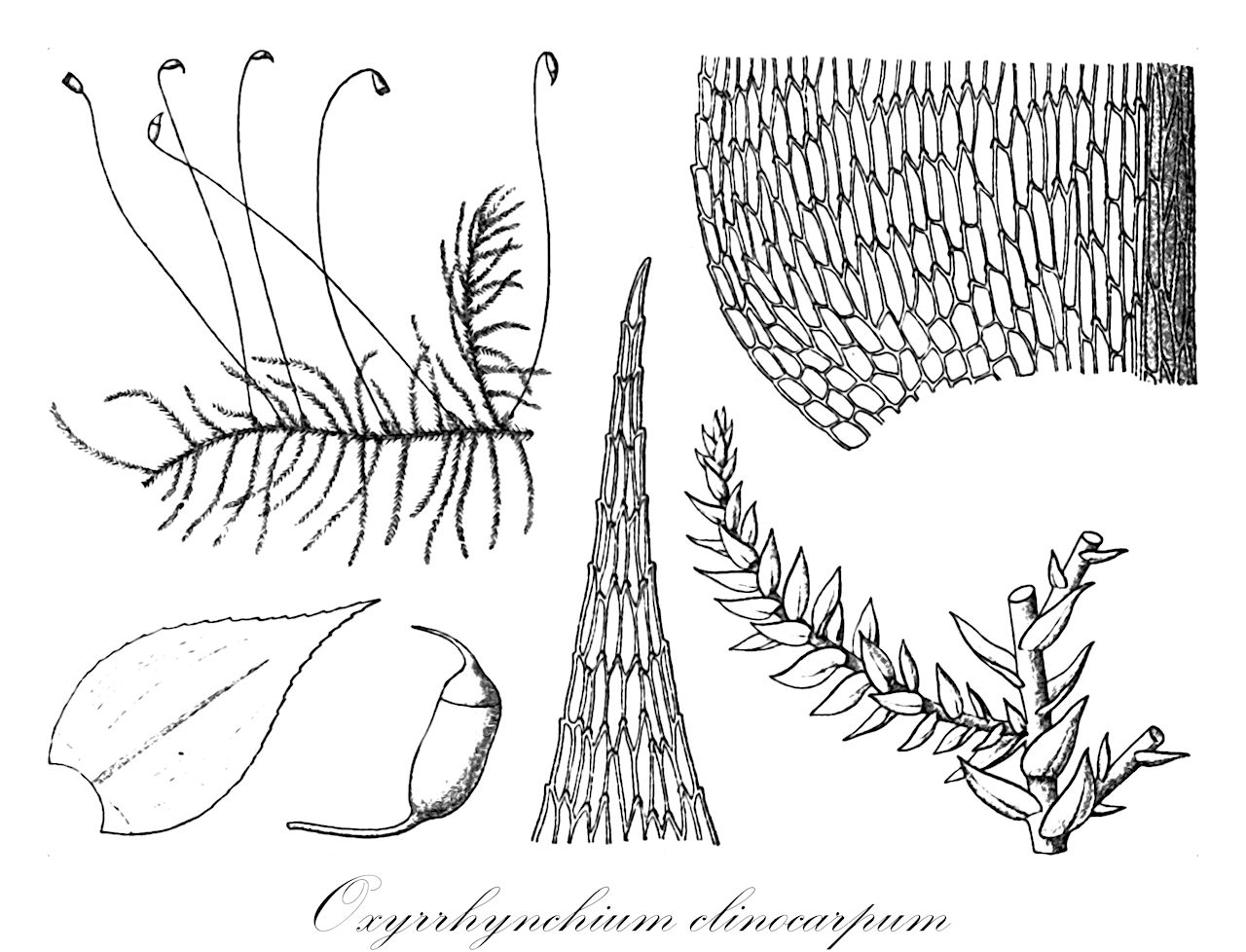 Oxyrrhynchium clinocarpum - Brachytheciaceae,Plantae,Bryobiotina,Bryophyta,Bryopsida,Bryidae,Hypnanae,Hypnales,Brachytheciaceae,Oxyrrhynchium,Oxyrrhynchium clinocarpum,Brachythecium clinocarpum, Eurhynchium clinocarpum, Eurhynchium regnelli, Eurhynchium semiscabrum, Hypnum clinocarpum, Hypnum regnellii, Oxyrrhynchium rigescens, Rhynchostegium rigescens, Rhynchostegium semiscabrum