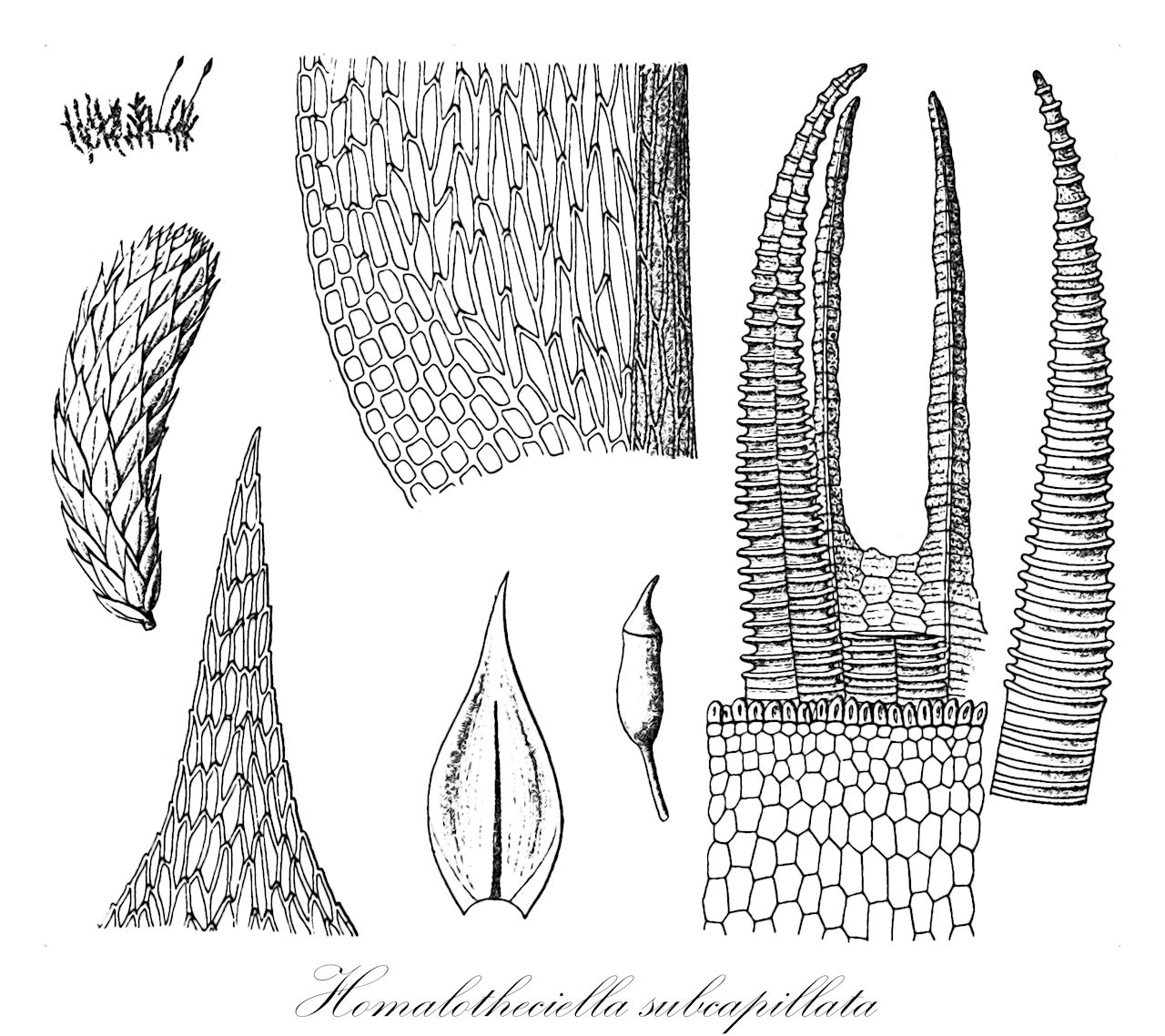 Homalotheciella subcapillata - Brachytheciaceae,Plantae,Bryobiotina,Bryophyta,Bryopsida,Bryidae,Hypnanae,Hypnales,Brachytheciaceae,Homalotheciella,Homalotheciella subcapillata,Burnettia fabronifolia, Burnettia subcapillata, Helicodontium subcapillatum, Homalotheciella fabronifolia, Homalothecium subcapillatum, Hypnum subcapillatum, Lasia subcapillata, Leptohymenium brachycladon, Maschalocarpus decumbens, Maschalocarpus subcapillatus, Myrinia subcapillata, Neckera brachyclada, Platygyrium brachycladon, Pterigynandrum brachycladon, Pterigynandrum subcapillatum, Pterogonium brachycladon, Pterogonium decumbens, Pterogonium subcapillatum