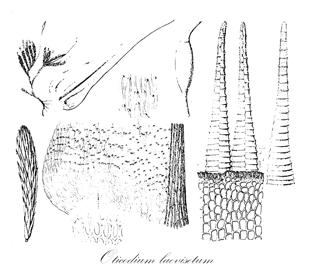 Oticodium laevisetum - Brachytheciaceae,Plantae,Bryobiotina,Bryophyta,Bryopsida,Bryidae,Hypnanae,Hypnales,Brachytheciaceae,Oticodium,Oticodium laevisetum,Homalothecium appressifolium, Homalothecium celebesiae, Homalothecium laevisetum, Homalothecium laevisetum var. laevisetum, Homalothecium laevisetum var. latifolium, Homalothecium laevisetum var. pilicuspis, Homalothecium laevisetum var. triplicatum, Homalothecium leucodonticaule, Homalothecium perimbricatum, Homalothecium perimbricatum var. brevifolium, Homalothecium pilosissimum, Homalothecium sinense, Homalothecium tokiadense, Homalothecium triplicatum, Hypnum celebesiae, Hypnum laevisetum, Hypnum tokiadense, Leucodon sapporensis f. gracilis, Leucodon sapporensis var. gracilis, Orthothecium celebesiae, Oticodium celebesiae, Palamocladium celebesiae, Pleuropus appressifolium, Ptychodium leucodonticaule