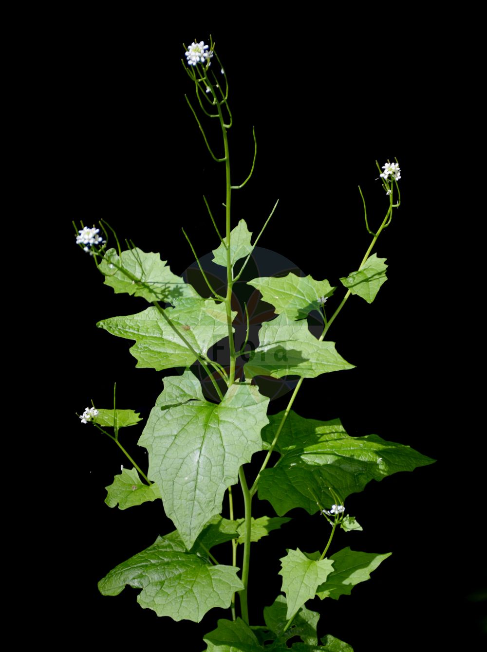 Foto von Alliaria petiolata (Knoblauchsrauke - Garlic Mustard). Das Bild zeigt Blatt und Bluete. Das Foto wurde in Breisgau-Hochschwarzwald, Baden-Württemberg, Deutschland, Schwarzwald aufgenommen. ---- Photo of Alliaria petiolata (Knoblauchsrauke - Garlic Mustard). The image is showing leaf and flower. The picture was taken in Breisgau-Hochschwarzwald, Baden-Wuerttemberg, Germany, Schwarzwald.(Alliaria petiolata,Knoblauchsrauke,Garlic Mustard,Alliaria officinalis,Alliaria petiolata,Arabis petiolata,Erysimum alliaria,Sisymbrium alliaria,Knoblauchsrauke,Lauchkraut,Garlic Mustard,Garlic Root,Penny Hedge,Poor Man's Mustard,Jack-in-The-Bush,Sauce-alone,Hedge Garlic,Jack-by-The-Hedge,Alliaria,Lauchhederich,Garlic Mustard,Brassicaceae,Kreuzblütler,Cabbage family,Blatt,Bluete,leaf,flower)