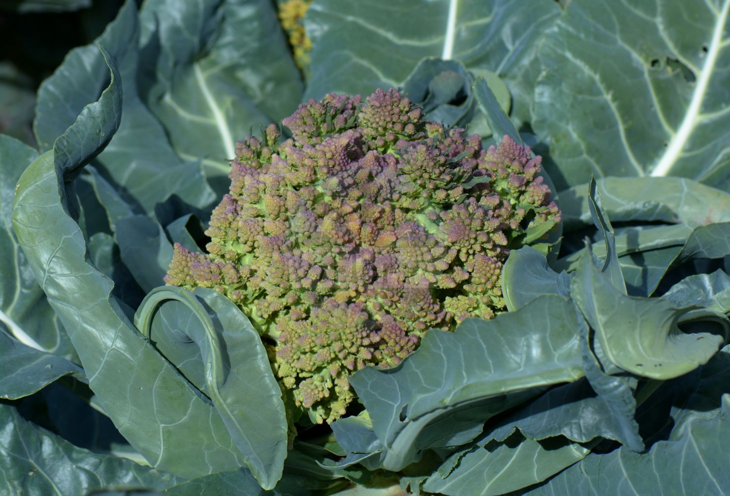 Foto von Brassica oleracea (Gemüse-Kohl - Cabbage). Das Bild zeigt Blatt. Das Foto wurde in Düsseldorf, Nordrhein-Westfalen, Deutschland aufgenommen. ---- Photo of Brassica oleracea (Gemüse-Kohl - Cabbage). The image is showing leaf. The picture was taken in Dusseldorf, North Rhine-Westphalia, Germany.(Brassica oleracea,Gemüse-Kohl,Cabbage,Brassica oleracea,Gemuese-Kohl,Cabbage,Wild Cabbage,Brassica,Kohl,Brassicas,Brassicaceae,Kreuzblütler,Cabbage family,Blatt,leaf)