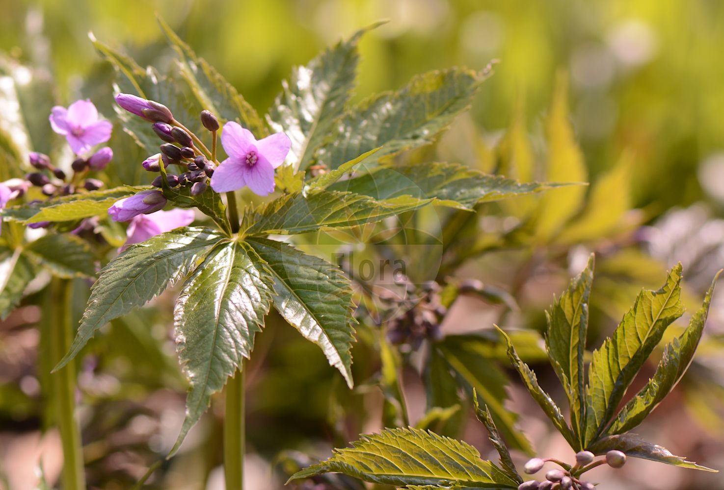 Foto von Cardamine pentaphyllos (Finger-Zahnwurz - Five-leaflet Bitter-Cress). Das Bild zeigt Blatt und Bluete. Das Foto wurde in Frankfurt, Hessen, Deutschland aufgenommen. ---- Photo of Cardamine pentaphyllos (Finger-Zahnwurz - Five-leaflet Bitter-Cress). The image is showing leaf and flower. The picture was taken in Frankfurt, Hesse, Germany.(Cardamine pentaphyllos,Finger-Zahnwurz,Five-leaflet Bitter-Cress,Cardamine digitata,Cardamine pentaphyllos,Dentaria digitata,Dentaria pentaphyllos,Finger-Zahnwurz,Fuenfblatt-Zahnwurz,Five-leaflet Bitter-Cress,Five-leaved Coralwort,Cardamine,Schaumkraut,Bittercress,Brassicaceae,Kreuzblütler,Cabbage family,Blatt,Bluete,leaf,flower)