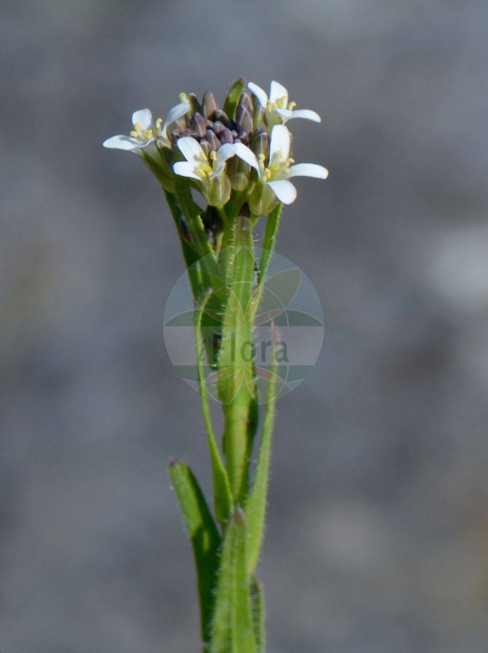 Foto von Arabis sagittata (Pfeilblättrige Gänsekresse - Arrowleaf Rockcress). Das Bild zeigt Blatt, Bluete und Zapfen. Das Foto wurde in Münster, Nordrhein-Westfalen, Deutschland aufgenommen. ---- Photo of Arabis sagittata (Pfeilblättrige Gänsekresse - Arrowleaf Rockcress). The image is showing leaf, flower and cone. The picture was taken in Muenster, North Rhine-Westphalia, Germany.(Arabis sagittata,Pfeilblättrige Gänsekresse,Arrowleaf Rockcress,Arabis sagittata,Turritis sagittata,Pfeilblaettrige Gaensekresse,Arrowleaf Rockcress,Arabis,Gänsekresse,Rockcress,Brassicaceae,Kreuzblütler,Cabbage family,Blatt,Bluete,Zapfen,leaf,flower,cone)