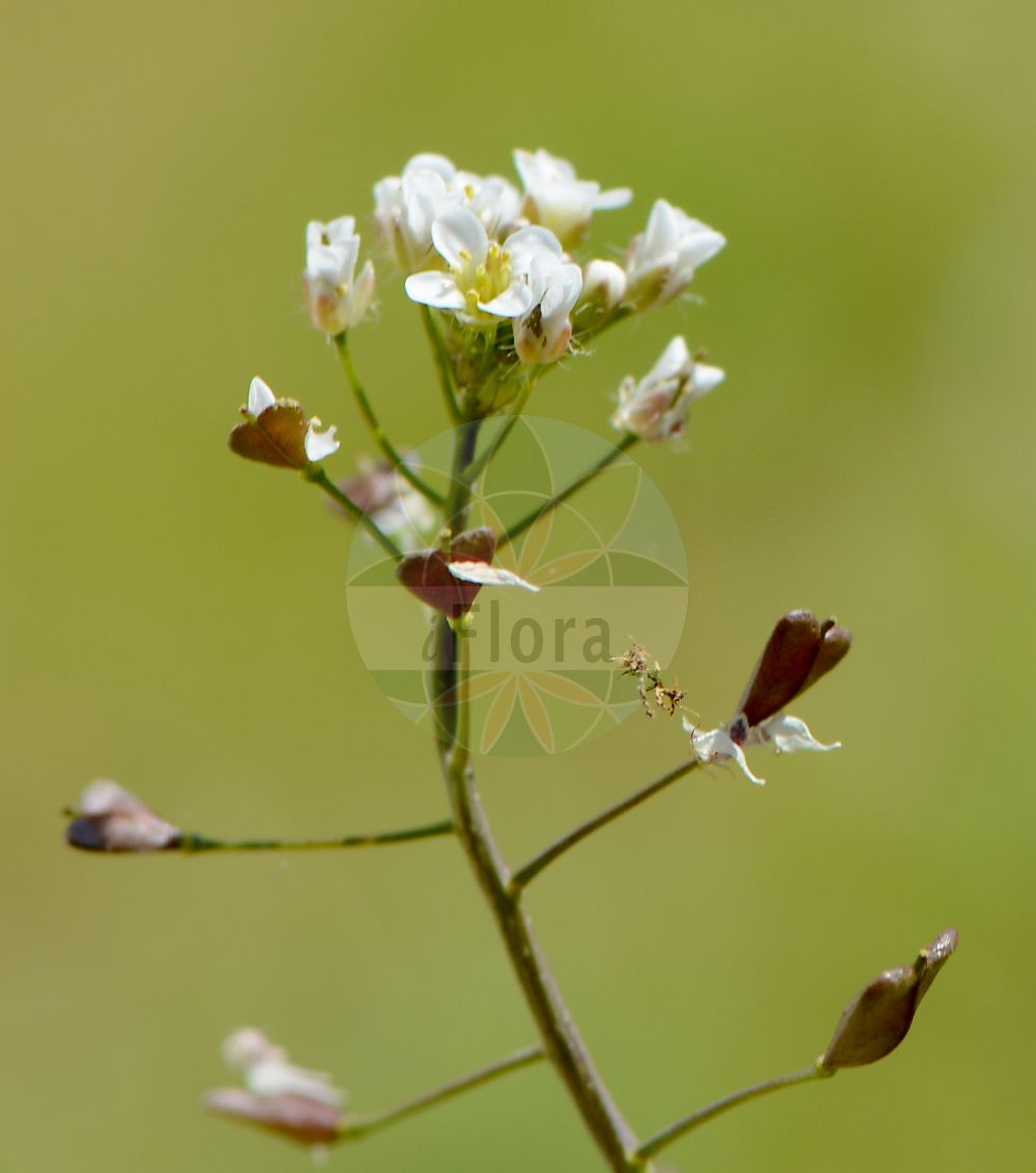 Foto von Capsella bursa-pastoris (Gewöhnliches Hirtentäschel - Shepherd's-purse). Das Bild zeigt Bluete und Frucht. Das Foto wurde in Hessen, Deutschland, Oberrheinisches Tiefland und Rhein-Main-Ebene, Untermainebene aufgenommen. ---- Photo of Capsella bursa-pastoris (Gewöhnliches Hirtentäschel - Shepherd's-purse). The image is showing flower and fruit. The picture was taken in Hesse, Germany, Oberrheinisches Tiefland and Rhein-Main-Ebene, Untermainebene.(Capsella bursa-pastoris,Gewöhnliches Hirtentäschel,Shepherd's-purse,Bursa djurdjurae,Bursa fracticruris,Bursa nana,Bursa occidentalis,Bursa pastoris,Capsella apetala,Capsella batavorum,Capsella bursa-pastoris,Capsella concava,Capsella heegeri,Capsella mediterranea,Capsella patagonica,Capsella ruderalis,Capsella stenocarpa,Capsella treviorum,Capsella turoniensis,Solmsiella heegeri,Thlaspi bursa-pastoris,Gewoehnliches Hirtentaeschel,Bauernsenf,Herzelkraut,Saeckelkraut,Taeschelkraut,Shepherd's-purse,Capsella,Hirtentäschel,Shepherd's-purse,Brassicaceae,Kreuzblütler,Cabbage family,Bluete,Frucht,flower,fruit)