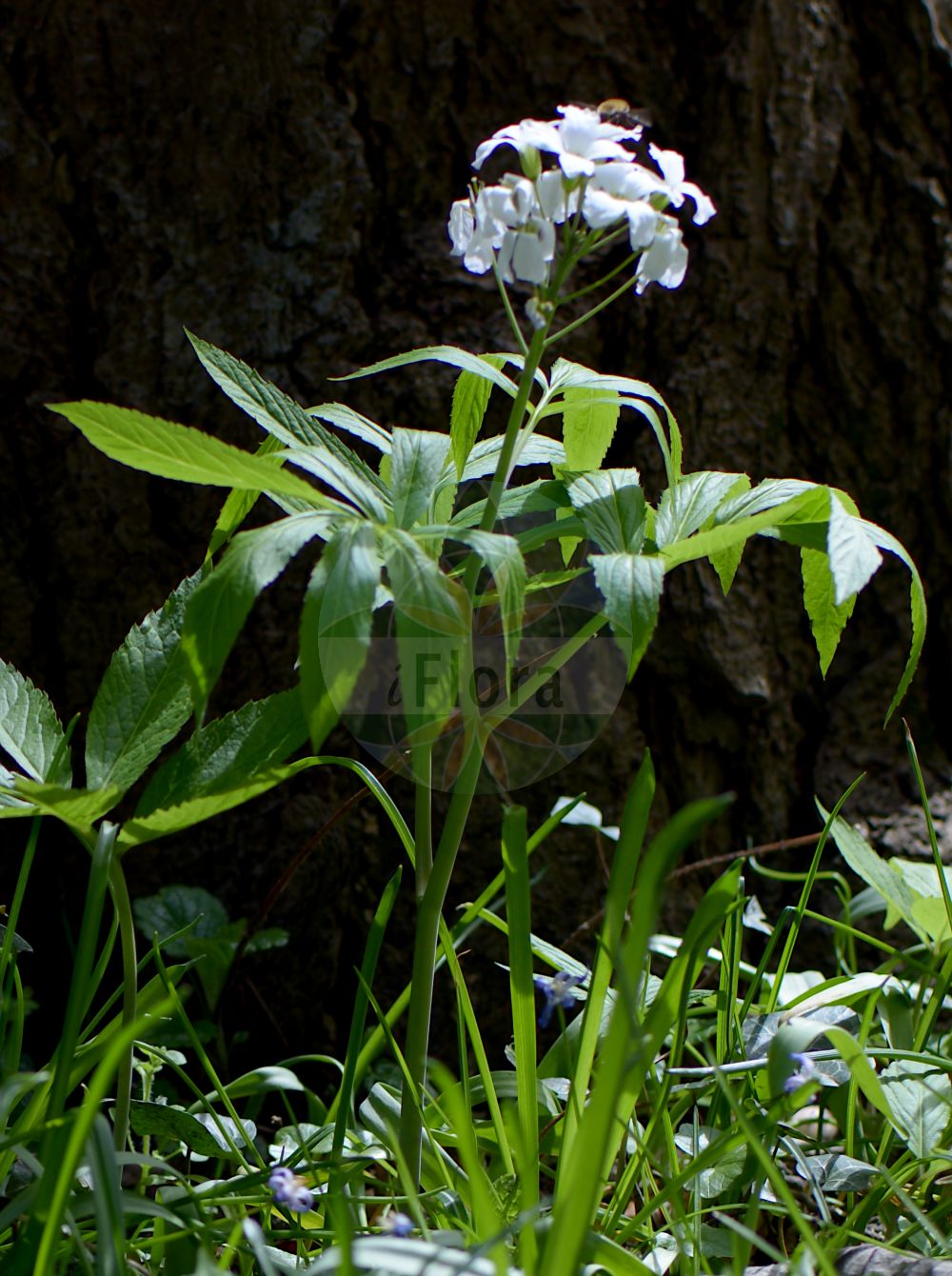 Foto von Cardamine heptaphylla (Fieder-Zahnwurz - Pinnate Coralroot). Das Bild zeigt Blatt und Bluete. Das Foto wurde in Freiburg, Baden-Württemberg, Deutschland aufgenommen. ---- Photo of Cardamine heptaphylla (Fieder-Zahnwurz - Pinnate Coralroot). The image is showing leaf and flower. The picture was taken in Freiburg, Baden-Wuerttemberg, Germany.(Cardamine heptaphylla,Fieder-Zahnwurz,Pinnate Coralroot,Cardamine baldensis,Cardamine heptaphylla,Cardamine pinnata,Dentaria heptaphylla,Dentaria intermedia,Dentaria pinnata,Fieder-Zahnwurz,Pinnate Coralroot,Lady's Smock,Seven-leaflet Bittercress,Seven-leaved Coralwort,Cardamine,Schaumkraut,Bittercress,Brassicaceae,Kreuzblütler,Cabbage family,Blatt,Bluete,leaf,flower)