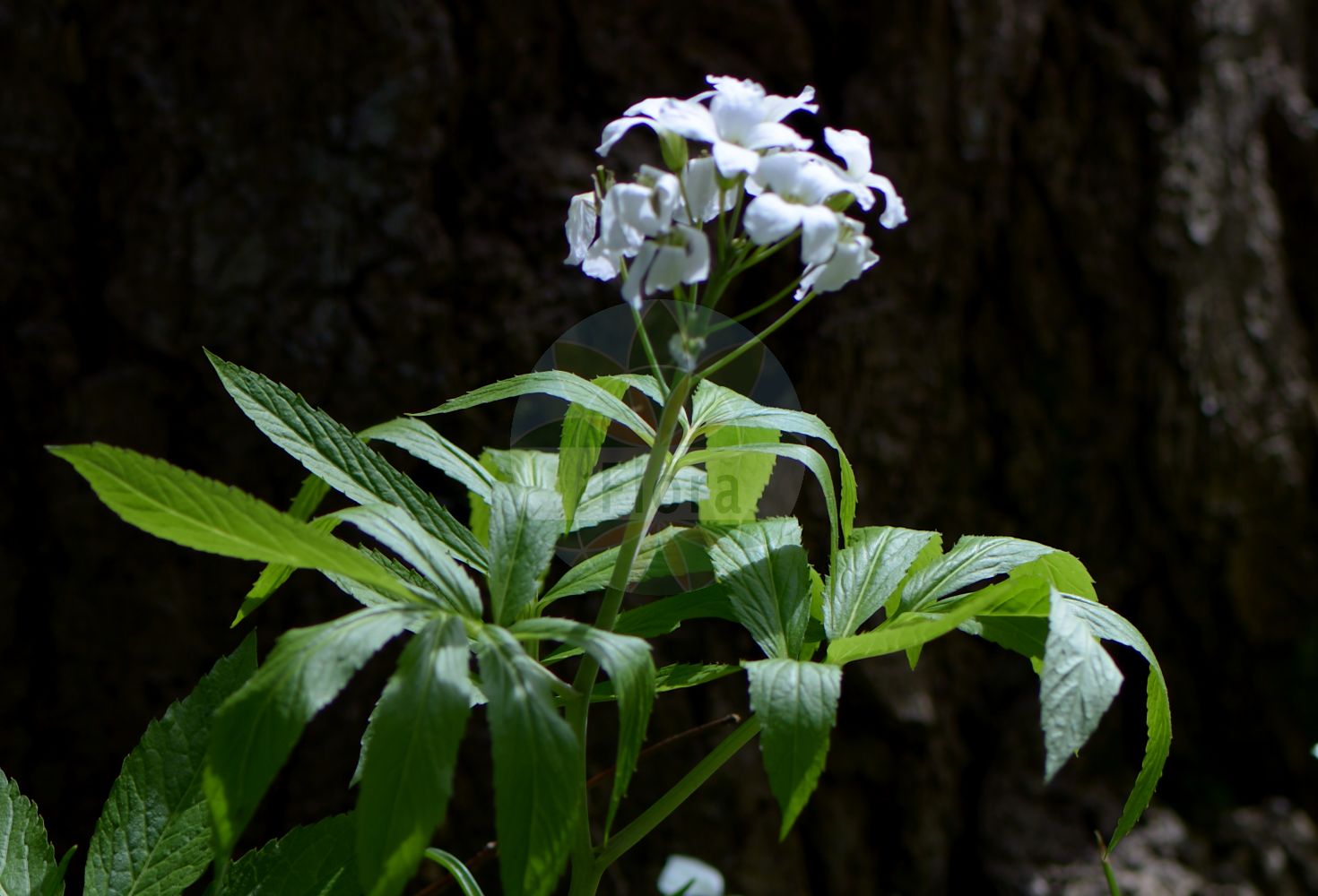 Foto von Cardamine heptaphylla (Fieder-Zahnwurz - Pinnate Coralroot). Das Bild zeigt Blatt und Bluete. Das Foto wurde in Freiburg, Baden-Württemberg, Deutschland aufgenommen. ---- Photo of Cardamine heptaphylla (Fieder-Zahnwurz - Pinnate Coralroot). The image is showing leaf and flower. The picture was taken in Freiburg, Baden-Wuerttemberg, Germany.(Cardamine heptaphylla,Fieder-Zahnwurz,Pinnate Coralroot,Cardamine baldensis,Cardamine heptaphylla,Cardamine pinnata,Dentaria heptaphylla,Dentaria intermedia,Dentaria pinnata,Fieder-Zahnwurz,Pinnate Coralroot,Lady's Smock,Seven-leaflet Bittercress,Seven-leaved Coralwort,Cardamine,Schaumkraut,Bittercress,Brassicaceae,Kreuzblütler,Cabbage family,Blatt,Bluete,leaf,flower)