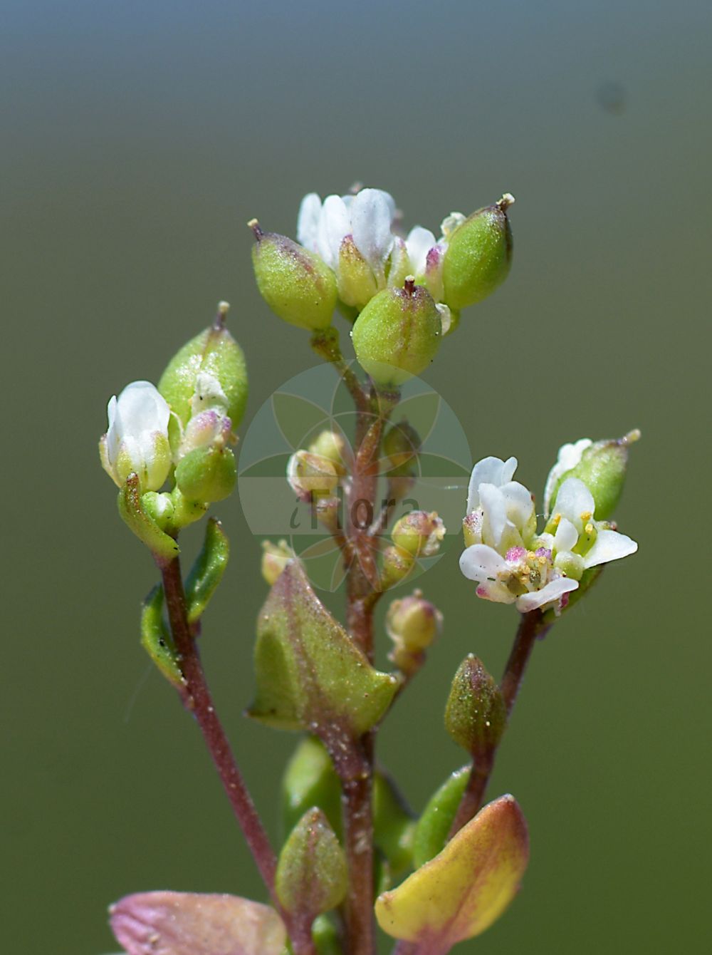 Foto von Cochlearia danica (Dänisches Löffelkraut - Danish Scurvygrass). Das Bild zeigt Blatt, Bluete und Frucht. Das Foto wurde in Schwalmtal, Hessen, Deutschland, Vogelsberg und angrenzende Sandsteingebiete aufgenommen. ---- Photo of Cochlearia danica (Dänisches Löffelkraut - Danish Scurvygrass). The image is showing leaf, flower and fruit. The picture was taken in Schwalmtal, Hesse, Germany, Vogelsberg and adjacent sandstone areas.(Cochlearia danica,Dänisches Löffelkraut,Danish Scurvygrass,Cochlearia danica,Daenisches Loeffelkraut,Danish Scurvygrass,Early Scurvygrass,Cochlearia,Löffelkraut,Scurvygrass,Brassicaceae,Kreuzblütler,Cabbage family,Blatt,Bluete,Frucht,leaf,flower,fruit)