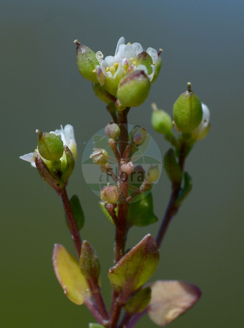 Foto von Cochlearia danica (Dänisches Löffelkraut - Danish Scurvygrass). Das Bild zeigt Blatt, Bluete und Frucht. Das Foto wurde in Schwalmtal, Hessen, Deutschland, Vogelsberg und angrenzende Sandsteingebiete aufgenommen. ---- Photo of Cochlearia danica (Dänisches Löffelkraut - Danish Scurvygrass). The image is showing leaf, flower and fruit. The picture was taken in Schwalmtal, Hesse, Germany, Vogelsberg and adjacent sandstone areas.(Cochlearia danica,Dänisches Löffelkraut,Danish Scurvygrass,Cochlearia danica,Daenisches Loeffelkraut,Danish Scurvygrass,Early Scurvygrass,Cochlearia,Löffelkraut,Scurvygrass,Brassicaceae,Kreuzblütler,Cabbage family,Blatt,Bluete,Frucht,leaf,flower,fruit)