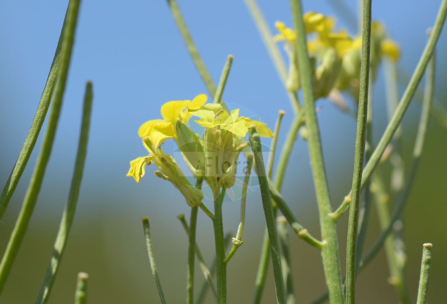 Foto von Erysimum crepidifolium (Bleicher Schöterich - Pale Wallflower). Das Bild zeigt Bluete und Frucht. Das Foto wurde in Nahetal, Bad Kreuznach, Rheinland-Pfalz, Deutschland, Saar-Nahe Bergland aufgenommen. ---- Photo of Erysimum crepidifolium (Bleicher Schöterich - Pale Wallflower). The image is showing flower and fruit. The picture was taken in Nahe valley, Bad Kreuznach, Rhineland-Palatinate, Germany, Saar-Nahe Bergland.(Erysimum crepidifolium,Bleicher Schöterich,Pale Wallflower,Erysimum banaticum,Erysimum crepidifolium,Bleicher Schoeterich,Gaensesterbe,Pale Wallflower,Erysimum,Schöterich,Wallflower,Brassicaceae,Kreuzblütler,Cabbage family,Bluete,Frucht,flower,fruit)