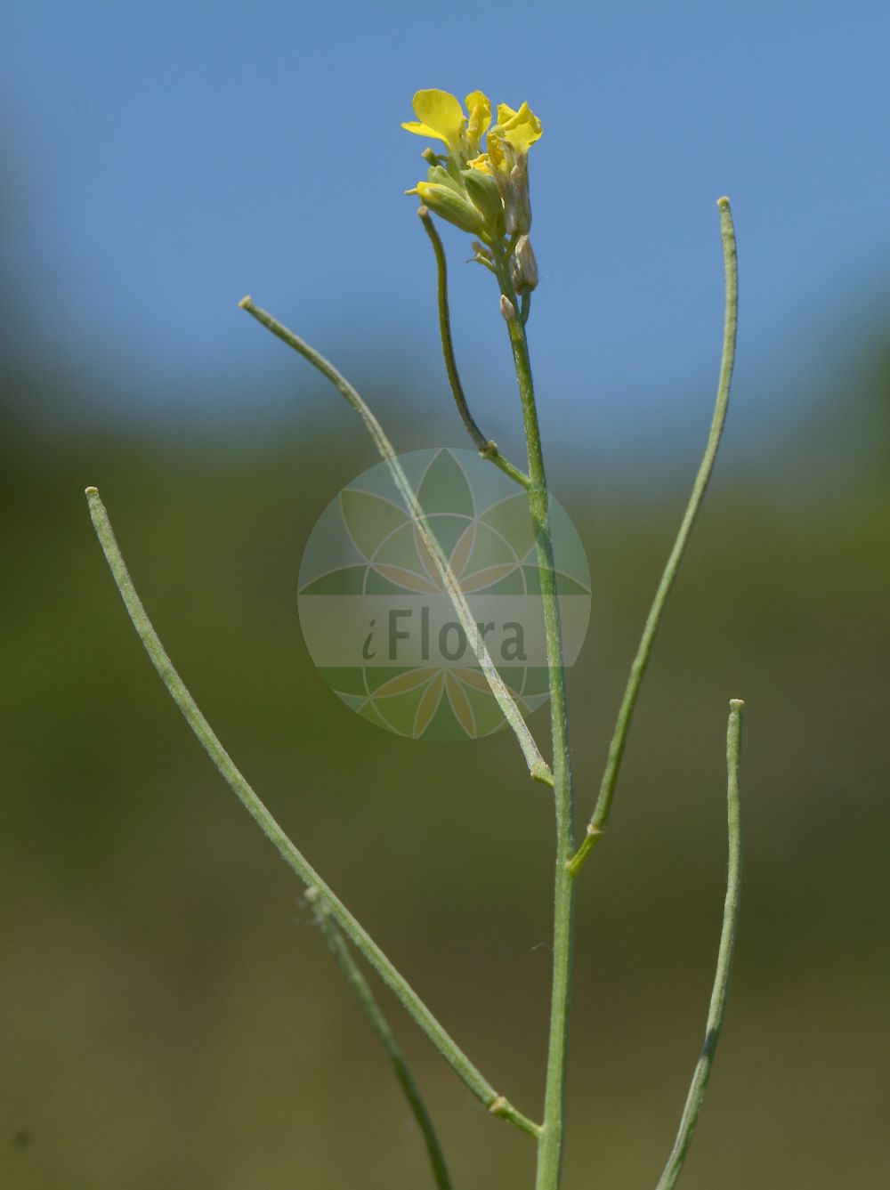 Foto von Erysimum crepidifolium (Bleicher Schöterich - Pale Wallflower). Das Bild zeigt Bluete und Frucht. Das Foto wurde in Nahetal, Bad Kreuznach, Rheinland-Pfalz, Deutschland, Saar-Nahe Bergland aufgenommen. ---- Photo of Erysimum crepidifolium (Bleicher Schöterich - Pale Wallflower). The image is showing flower and fruit. The picture was taken in Nahe valley, Bad Kreuznach, Rhineland-Palatinate, Germany, Saar-Nahe Bergland.(Erysimum crepidifolium,Bleicher Schöterich,Pale Wallflower,Erysimum banaticum,Erysimum crepidifolium,Bleicher Schoeterich,Gaensesterbe,Pale Wallflower,Erysimum,Schöterich,Wallflower,Brassicaceae,Kreuzblütler,Cabbage family,Bluete,Frucht,flower,fruit)