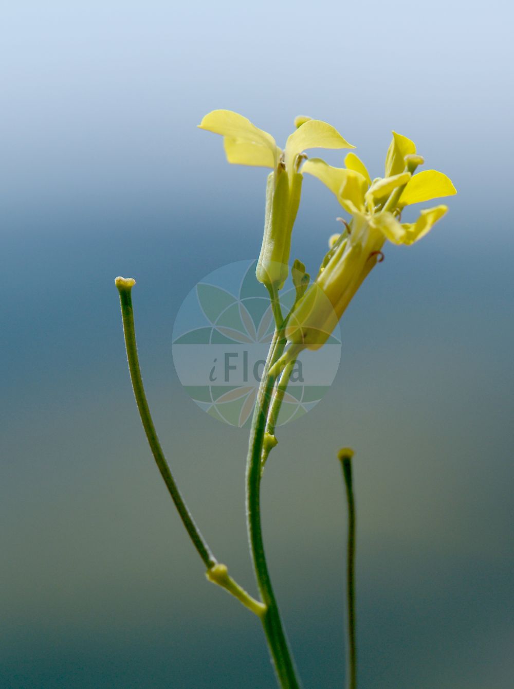 Foto von Erysimum crepidifolium (Bleicher Schöterich - Pale Wallflower). Das Bild zeigt Bluete und Frucht. Das Foto wurde in Hörselberg, Wartburgkreis, Thüringen, Deutschland, Mitteldeutsches Trias-Berg- und Hügelland aufgenommen. ---- Photo of Erysimum crepidifolium (Bleicher Schöterich - Pale Wallflower). The image is showing flower and fruit. The picture was taken in Hoerselberg, Wartburg district, Thuringia, Germany, Mitteldeutsches Trias-Berg- and Huegelland.(Erysimum crepidifolium,Bleicher Schöterich,Pale Wallflower,Erysimum banaticum,Erysimum crepidifolium,Bleicher Schoeterich,Gaensesterbe,Pale Wallflower,Erysimum,Schöterich,Wallflower,Brassicaceae,Kreuzblütler,Cabbage family,Bluete,Frucht,flower,fruit)