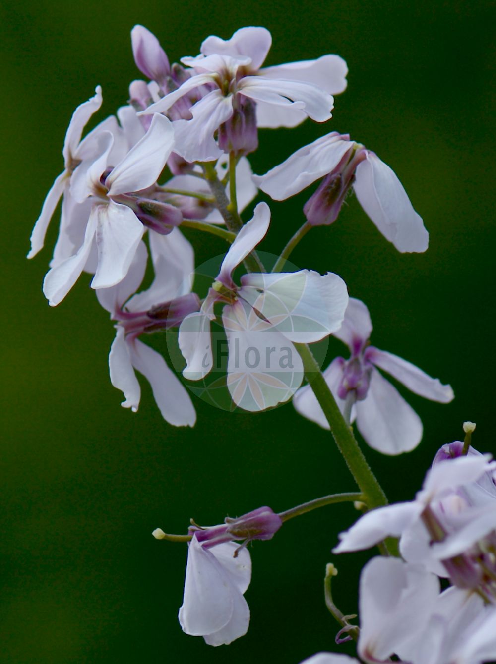 Foto von Hesperis matronalis (Gewöhnliche Nachtviole - Dame's-violet). Das Bild zeigt Bluete. Das Foto wurde in Monte Bondeone, Provincia Autonoma di Trento, Italien, Alpen aufgenommen. ---- Photo of Hesperis matronalis (Gewöhnliche Nachtviole - Dame's-violet). The image is showing flower. The picture was taken in Monte Bondeone, Provincia Autonoma di Trento, Italy, Alps.(Hesperis matronalis,Gewöhnliche Nachtviole,Dame's-violet,Hesperis elata,Hesperis matronalis,Gewoehnliche Nachtviole,Dame's-violet,Dame's Rocket,Mother Of The Evening,Hesperis,Nachtviole,Rocket,Brassicaceae,Kreuzblütler,Cabbage family,Bluete,flower)