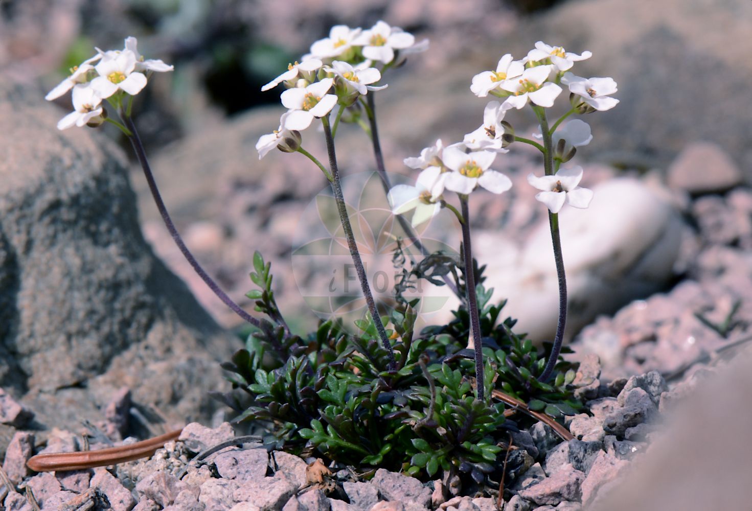 Foto von Hornungia alpina (Alpen-Gemskresse - Chamois Cress). Das Bild zeigt Blatt und Bluete. Das Foto wurde in Mainz, Rheinland-Pfalz, Deutschland aufgenommen. ---- Photo of Hornungia alpina (Alpen-Gemskresse - Chamois Cress). The image is showing leaf and flower. The picture was taken in Mainz, Rhineland-Palatinate, Germany.(Hornungia alpina,Alpen-Gemskresse,Chamois Cress,Hornungia alpina,Hutchinsia affinis,Hutchinsia alpina,Lepidium alpinum,Noccaea alpina,Pritzelago alpina,Alpen-Gemskresse,Kurzstaengel-Gaemskresse,Chamois Cress,Hornungia,Felskresse,Hornungia,Brassicaceae,Kreuzblütler,Cabbage family,Blatt,Bluete,leaf,flower)