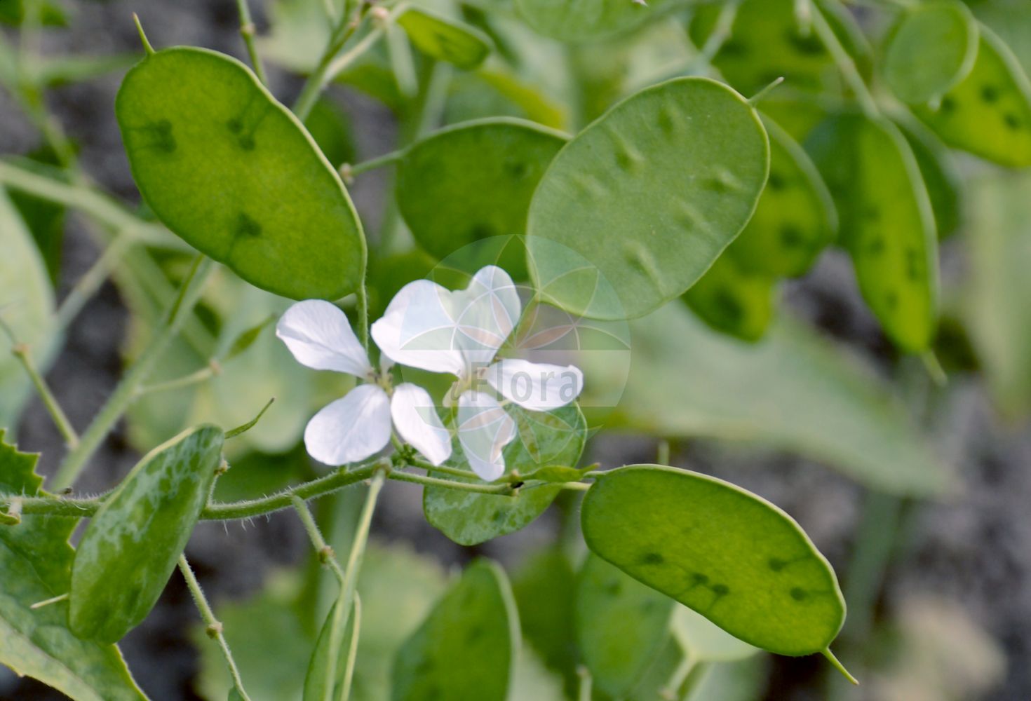 Foto von Lunaria annua (Garten-Silberblatt - Honesty). Das Bild zeigt Blatt, Bluete und Frucht. Das Foto wurde in Berlin, Deutschland aufgenommen. ---- Photo of Lunaria annua (Garten-Silberblatt - Honesty). The image is showing leaf, flower and fruit. The picture was taken in Berlin, Germany.(Lunaria annua,Garten-Silberblatt,Honesty,Lunaria annua,Lunaria biennis,Garten-Silberblatt,Einjaehriges Silberblatt,Garten-Mondviole,Honesty,Annual Moonwort,Annual Honesty,Dollarplant,Moneyflower,Satinflower,Lunaria,Silberblatt,Honesty,Brassicaceae,Kreuzblütler,Cabbage family,Blatt,Bluete,Frucht,leaf,flower,fruit)