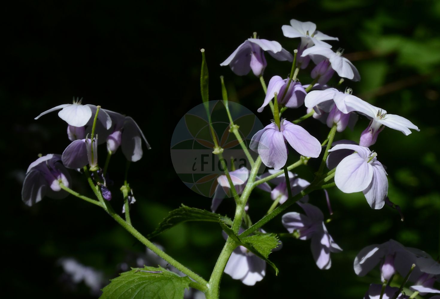 Foto von Lunaria rediviva (Ausdauerndes Silberblatt - Perennial Honesty). Das Bild zeigt Bluete. Das Foto wurde in Breisgau-Hochschwarzwald, Baden-Württemberg, Deutschland, Schwarzwald aufgenommen. ---- Photo of Lunaria rediviva (Ausdauerndes Silberblatt - Perennial Honesty). The image is showing flower. The picture was taken in Breisgau-Hochschwarzwald, Baden-Wuerttemberg, Germany, Schwarzwald.(Lunaria rediviva,Ausdauerndes Silberblatt,Perennial Honesty,Lunaria alpina,Lunaria rediviva,Ausdauerndes Silberblatt,Wilde Mondviole,Wildes Silberblatt,Perennial Honesty,Lunaria,Silberblatt,Honesty,Brassicaceae,Kreuzblütler,Cabbage family,Bluete,flower)