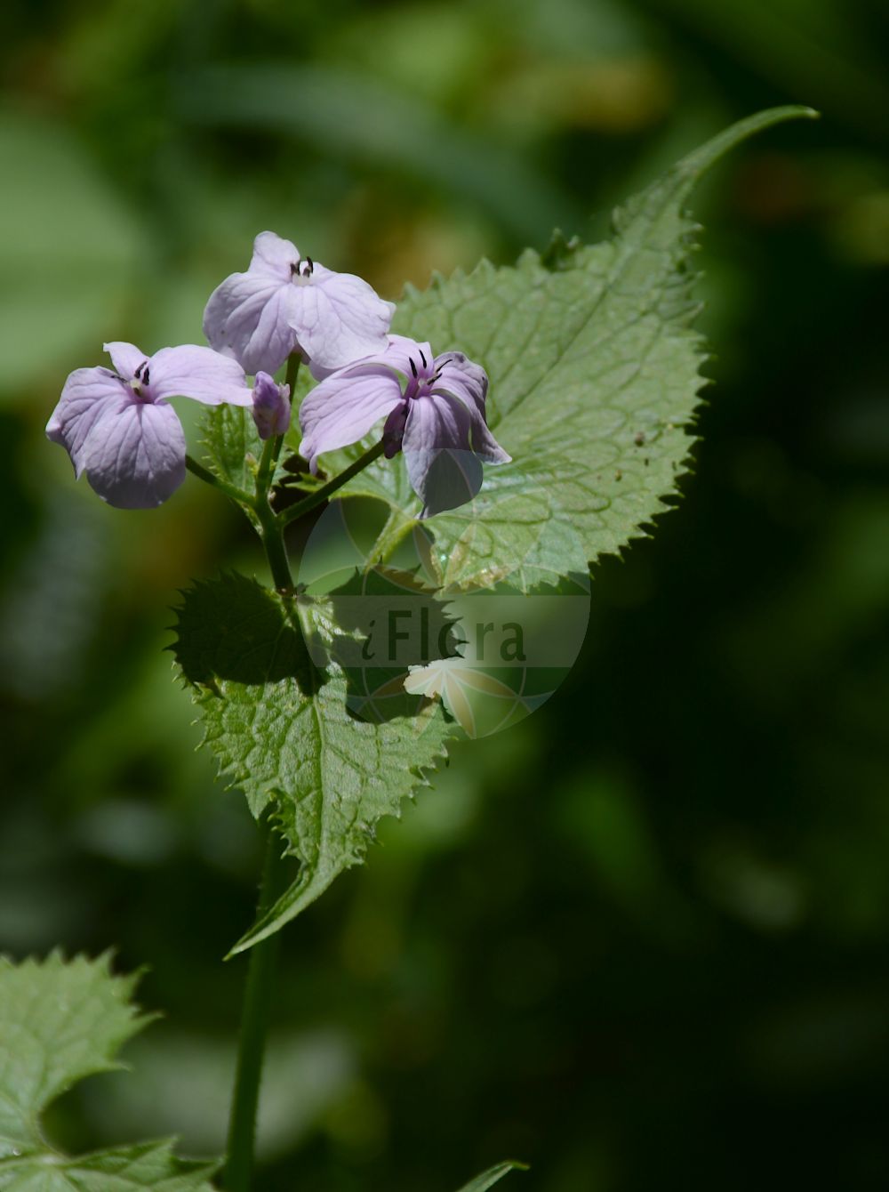 Foto von Lunaria rediviva (Ausdauerndes Silberblatt - Perennial Honesty). Das Bild zeigt Blatt und Bluete. Das Foto wurde in Breisgau-Hochschwarzwald, Baden-Württemberg, Deutschland, Schwarzwald aufgenommen. ---- Photo of Lunaria rediviva (Ausdauerndes Silberblatt - Perennial Honesty). The image is showing leaf and flower. The picture was taken in Breisgau-Hochschwarzwald, Baden-Wuerttemberg, Germany, Schwarzwald.(Lunaria rediviva,Ausdauerndes Silberblatt,Perennial Honesty,Lunaria alpina,Lunaria rediviva,Ausdauerndes Silberblatt,Wilde Mondviole,Wildes Silberblatt,Perennial Honesty,Lunaria,Silberblatt,Honesty,Brassicaceae,Kreuzblütler,Cabbage family,Blatt,Bluete,leaf,flower)