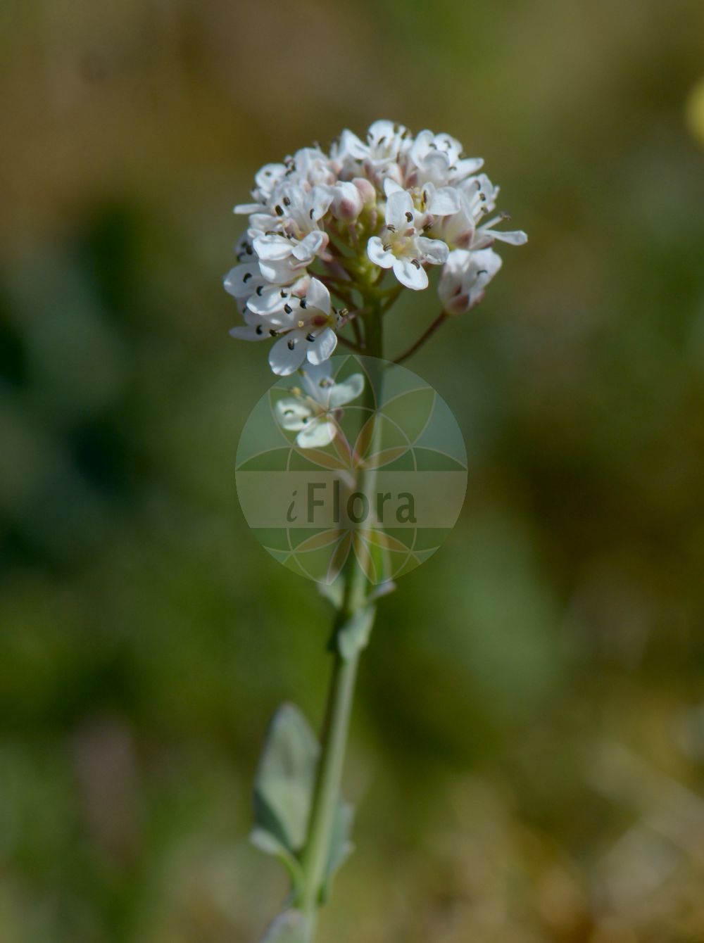 Foto von Microthlaspi perfoliatum (Stängelumfassendes Hellerkraut - Perfoliate Penny-cress). Das Bild zeigt Blatt und Bluete. Das Foto wurde in Schlangenberg, Stolberg, Aachen, Nordrhein-Westfalen, Deutschland, Nordwesteifel aufgenommen. ---- Photo of Microthlaspi perfoliatum (Stängelumfassendes Hellerkraut - Perfoliate Penny-cress). The image is showing leaf and flower. The picture was taken in Schlangenberg, Stolberg, Aachen, North Rhine-Westphalia, Germany, Nordwesteifel.(Microthlaspi perfoliatum,Stängelumfassendes Hellerkraut,Perfoliate Penny-cress,Microthlaspi perfoliatum,Thlaspi erraticum,Thlaspi neglectum,Thlaspi perfoliatum,Thlaspi rotundifolium,Thlaspi tineoi,Staengelumfassendes Hellerkraut,Stengelumfassendes Hellerkraut,Perfoliate Penny-cress,Cotswold Pennycress,Claspleaf Pennycress,Thoroughwort Pennycress,Microthlaspi,Hellerkraut,Brassicaceae,Kreuzblütler,Cabbage family,Blatt,Bluete,leaf,flower)