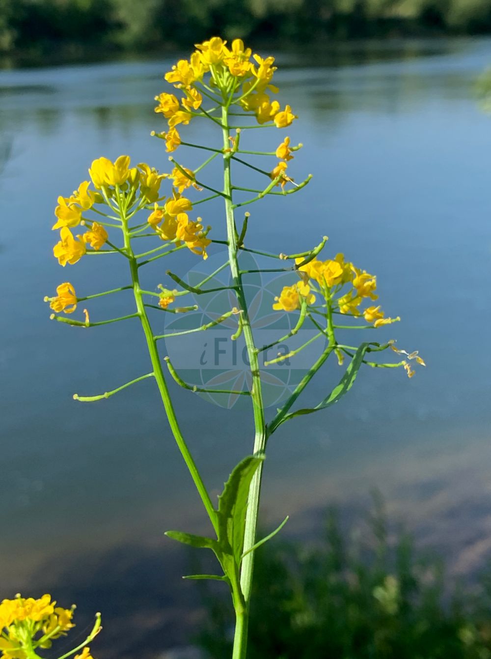 Foto von Sisymbrium loeselii (Loesels Rauke - False London-rocket). Das Bild zeigt Bluete und Frucht. Das Foto wurde in Kesselstadt, Hanau, Hessen, Deutschland, Oberrheinisches Tiefland und Rhein-Main-Ebene aufgenommen. ---- Photo of Sisymbrium loeselii (Loesels Rauke - False London-rocket). The image is showing flower and fruit. The picture was taken in Kesselstadt, Hanau, Hesse, Germany, Oberrheinisches Tiefland and Rhein-Main-Ebene.(Sisymbrium loeselii,Loesels Rauke,False London-rocket,Sisymbrium loeselii,Loesels Rauke,False London-rocket,Small Tumbleweed Mustard,Loesel Tumble Mustard,Tall Hedge Mustard,Sisymbrium,Rauke,Hedgemustard,Brassicaceae,Kreuzblütler,Cabbage family,Bluete,Frucht,flower,fruit)