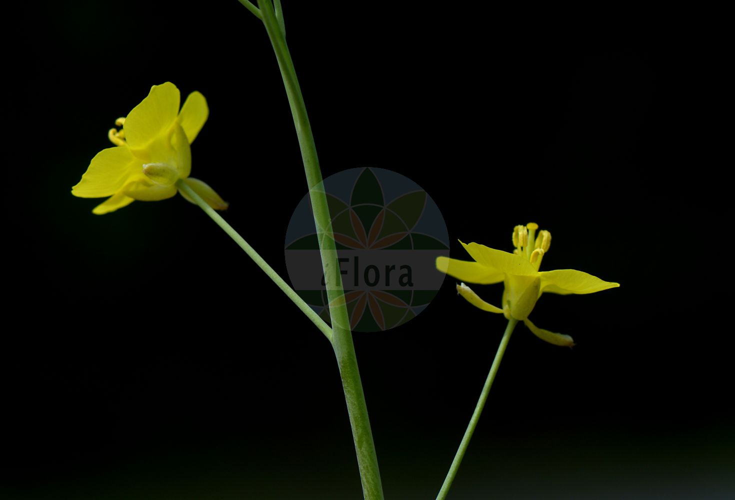 Foto von Sisymbrium loeselii (Loesels Rauke - False London-rocket). Das Bild zeigt Bluete. Das Foto wurde in Langen, Hessen, Deutschland, Oberrheinisches Tiefland und Rhein-Main-Ebene aufgenommen. ---- Photo of Sisymbrium loeselii (Loesels Rauke - False London-rocket). The image is showing flower. The picture was taken in Langen, Hesse, Germany, Oberrheinisches Tiefland and Rhein-Main-Ebene.(Sisymbrium loeselii,Loesels Rauke,False London-rocket,Sisymbrium loeselii,Loesels Rauke,False London-rocket,Small Tumbleweed Mustard,Loesel Tumble Mustard,Tall Hedge Mustard,Sisymbrium,Rauke,Hedgemustard,Brassicaceae,Kreuzblütler,Cabbage family,Bluete,flower)