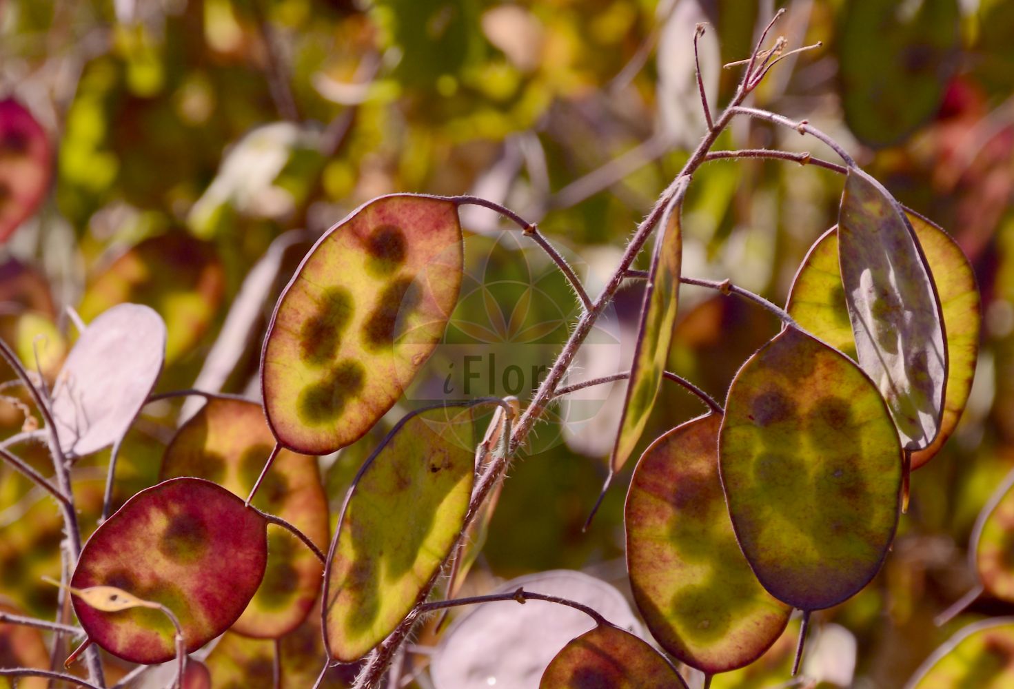 Foto von Lunaria annua (Garten-Silberblatt - Honesty). Das Bild zeigt Blatt und Frucht. Das Foto wurde in Mainz, Rheinland-Pfalz, Deutschland aufgenommen. ---- Photo of Lunaria annua (Garten-Silberblatt - Honesty). The image is showing leaf and fruit. The picture was taken in Mainz, Rhineland-Palatinate, Germany.(Lunaria annua,Garten-Silberblatt,Honesty,Lunaria annua,Lunaria biennis,Garten-Silberblatt,Einjaehriges Silberblatt,Garten-Mondviole,Honesty,Annual Moonwort,Annual Honesty,Dollarplant,Moneyflower,Satinflower,Lunaria,Silberblatt,Honesty,Brassicaceae,Kreuzblütler,Cabbage family,Blatt,Frucht,leaf,fruit)