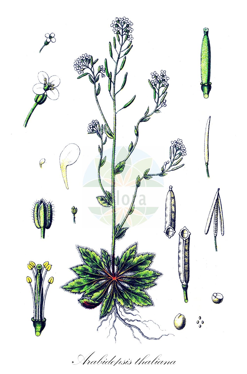 Historische Abbildung von Arabidopsis thaliana (Acker-Schmalwand - Thale Cress). Das Bild zeigt Blatt, Bluete, Frucht und Same. ---- Historical Drawing of Arabidopsis thaliana (Acker-Schmalwand - Thale Cress). The image is showing leaf, flower, fruit and seed.(Arabidopsis thaliana,Acker-Schmalwand,Thale Cress,Arabidopsis thaliana,Arabis thaliana,Sisymbrium thalianum,Stenophragma thalianum,Acker-Schmalwand,Thale Cress,Common Wallcress,Mouse-ear Cress,Arabidopsis,Schmalwand,Rockcress,Brassicaceae,Kreuzblütler,Cabbage family,Blatt,Bluete,Frucht,Same,leaf,flower,fruit,seed,Sturm (1796f))