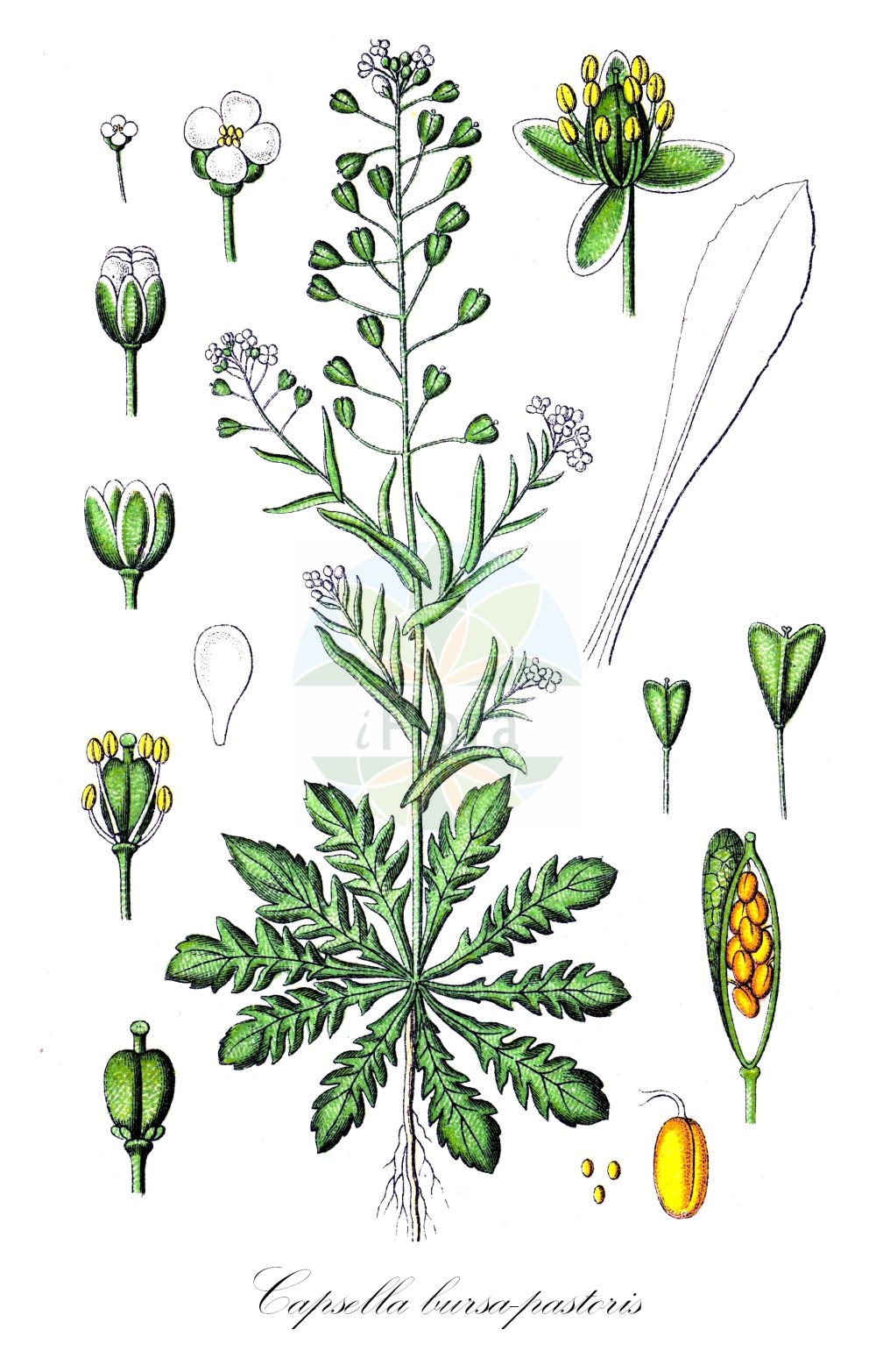 Historische Abbildung von Capsella bursa-pastoris (Gewöhnliches Hirtentäschel - Shepherd's-purse). ---- Historical Drawing of Capsella bursa-pastoris (Gewöhnliches Hirtentäschel - Shepherd's-purse).(Capsella bursa-pastoris,Gewöhnliches Hirtentäschel,Shepherd's-purse,Bursa djurdjurae,Bursa fracticruris,Bursa nana,Bursa occidentalis,Bursa pastoris,Capsella apetala,Capsella batavorum,Capsella bursa-pastoris,Capsella concava,Capsella heegeri,Capsella mediterranea,Capsella patagonica,Capsella ruderalis,Capsella stenocarpa,Capsella treviorum,Capsella turoniensis,Solmsiella heegeri,Thlaspi bursa-pastoris,Gewoehnliches Hirtentaeschel,Bauernsenf,Herzelkraut,Saeckelkraut,Taeschelkraut,Shepherd's-purse,Capsella,Hirtentäschel,Shepherd's-purse,Brassicaceae,Kreuzblütler,Cabbage family,Sturm (1796f))