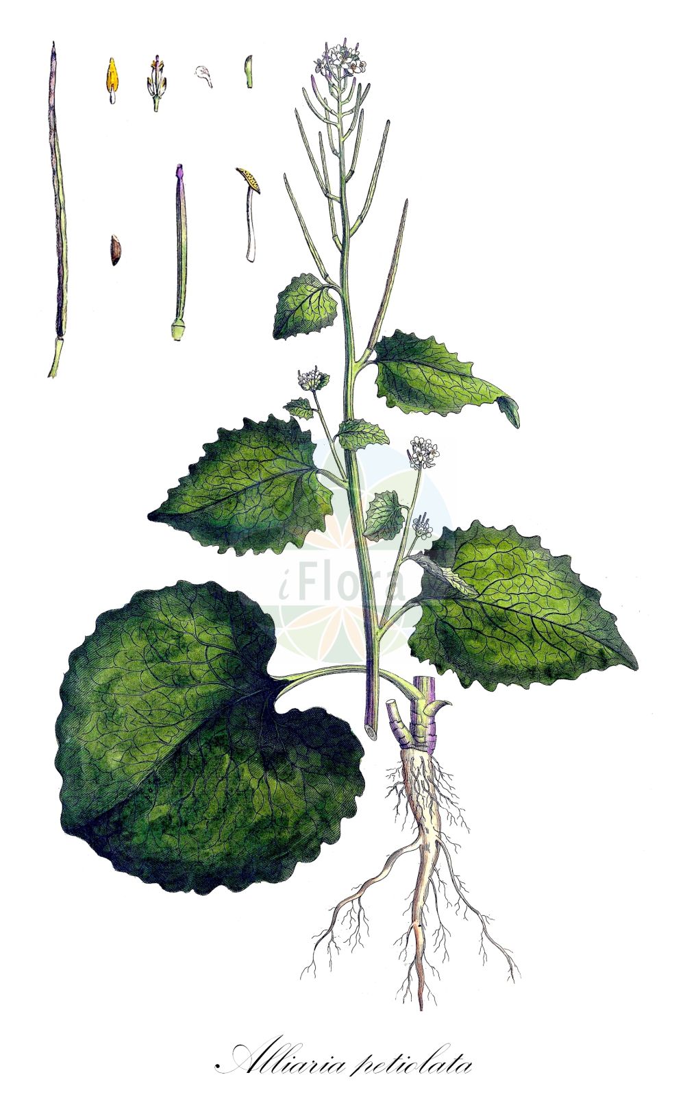 Historische Abbildung von Alliaria petiolata (Knoblauchsrauke - Garlic Mustard). Das Bild zeigt Blatt, Bluete, Frucht und Same. ---- Historical Drawing of Alliaria petiolata (Knoblauchsrauke - Garlic Mustard). The image is showing leaf, flower, fruit and seed.(Alliaria petiolata,Knoblauchsrauke,Garlic Mustard,Alliaria officinalis,Alliaria petiolata,Arabis petiolata,Erysimum alliaria,Sisymbrium alliaria,Knoblauchsrauke,Lauchkraut,Garlic Mustard,Garlic Root,Penny Hedge,Poor Man's Mustard,Jack-in-The-Bush,Sauce-alone,Hedge Garlic,Jack-by-The-Hedge,Alliaria,Lauchhederich,Garlic Mustard,Brassicaceae,Kreuzblütler,Cabbage family,Blatt,Bluete,Frucht,Same,leaf,flower,fruit,seed,Curtis (1777-1798))