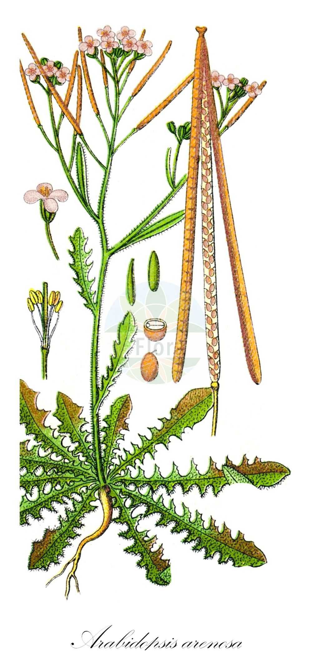 Historische Abbildung von Arabidopsis arenosa (Sand-Schmalwand - Sand Rock-cress). Das Bild zeigt Blatt, Bluete, Frucht und Same. ---- Historical Drawing of Arabidopsis arenosa (Sand-Schmalwand - Sand Rock-cress). The image is showing leaf, flower, fruit and seed.(Arabidopsis arenosa,Sand-Schmalwand,Sand Rock-cress,Arabidopsis arenosa,Arabis arenosa,Arabis segetalis,Cardaminopsis arenosa,Cardaminopsis suecica,Sisymbrium arenosum,Sand-Schmalwand,Felsen-Sand-Schaumkresse,Sand Rock-cress,Tall Rockcress,Northern Rock-cress,Arabidopsis,Schmalwand,Rockcress,Brassicaceae,Kreuzblütler,Cabbage family,Blatt,Bluete,Frucht,Same,leaf,flower,fruit,seed,Sturm (1796f))