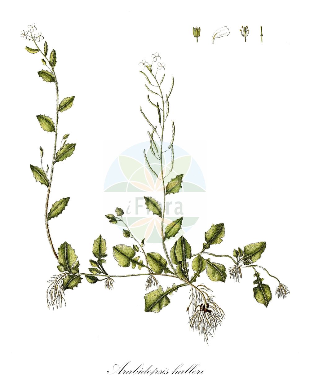 Historische Abbildung von Arabidopsis halleri (Wiesen-Schmalwand - Haller's Rockcress). Das Bild zeigt Blatt, Bluete, Frucht und Same. ---- Historical Drawing of Arabidopsis halleri (Wiesen-Schmalwand - Haller's Rockcress). The image is showing leaf, flower, fruit and seed.(Arabidopsis halleri,Wiesen-Schmalwand,Haller's Rockcress,Arabidopsis halleri,Arabis halleri,Cardaminopsis halleri,Wiesen-Schmalwand,Wiesen-Schaumkresse,Haller's Rockcress,Arabidopsis,Schmalwand,Rockcress,Brassicaceae,Kreuzblütler,Cabbage family,Blatt,Bluete,Frucht,Same,leaf,flower,fruit,seed,Waldstein-Wartenberg & Kitaibel (1799-1812))