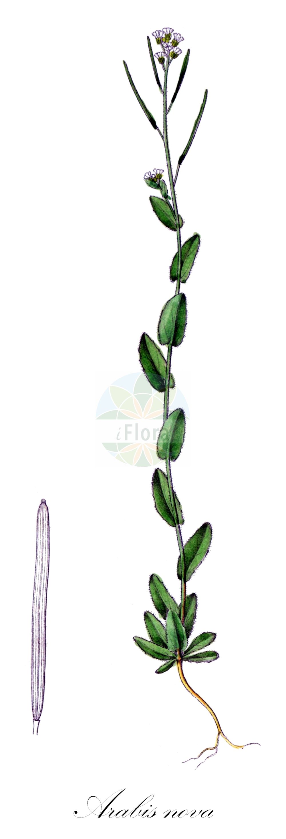 Historische Abbildung von Arabis nova. Das Bild zeigt Blatt, Bluete, Frucht und Same. ---- Historical Drawing of Arabis nova. The image is showing leaf, flower, fruit and seed.(Arabis nova,Arabis nova,Arabis reverchonii,Arabis saxatilis,Arabis,Gänsekresse,Rockcress,Brassicaceae,Kreuzblütler,Cabbage family,Blatt,Bluete,Frucht,Same,leaf,flower,fruit,seed,Dietrich (1833-1844))