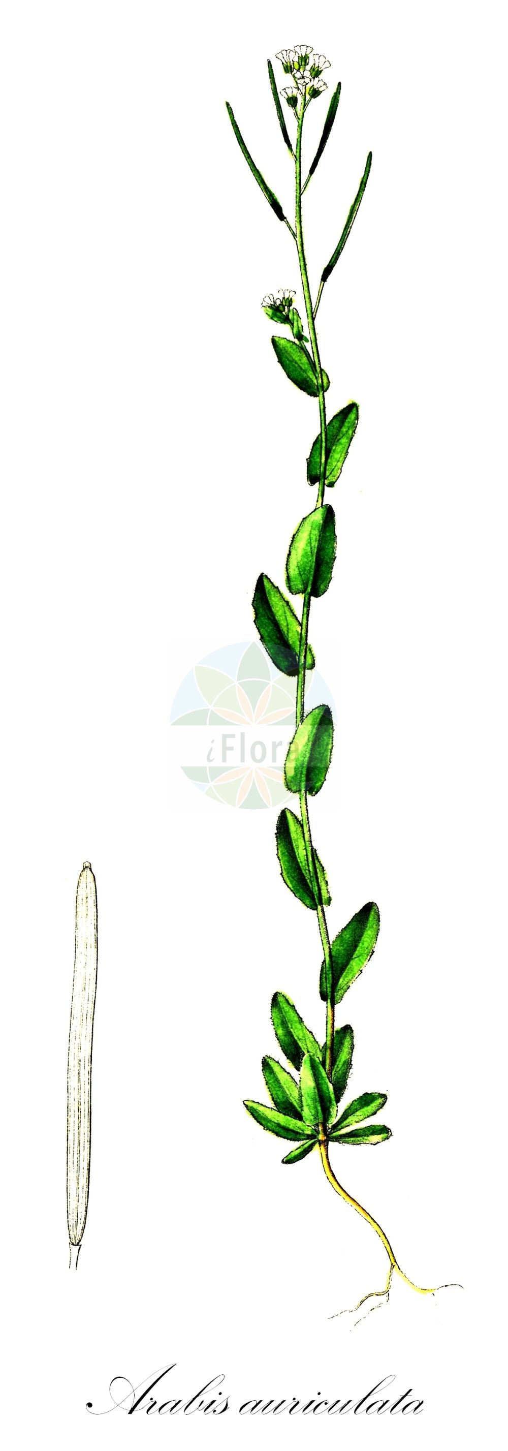 Historische Abbildung von Arabis auriculata (Öhrchen-Gänsekresse - Annual Rockcress). Das Bild zeigt Blatt, Bluete, Frucht und Same. ---- Historical Drawing of Arabis auriculata (Öhrchen-Gänsekresse - Annual Rockcress). The image is showing leaf, flower, fruit and seed.(Arabis auriculata,Öhrchen-Gänsekresse,Annual Rockcress,Arabis auriculata,Arabis cadmea,Arabis malinvaldiana,Arabis recta,Arabis sinaica,Öhrchen-Gaensekresse,Felsen-Gaensekresse,Annual Rockcress,Arabis,Gänsekresse,Rockcress,Brassicaceae,Kreuzblütler,Cabbage family,Blatt,Bluete,Frucht,Same,leaf,flower,fruit,seed,Dietrich (1833-1844))