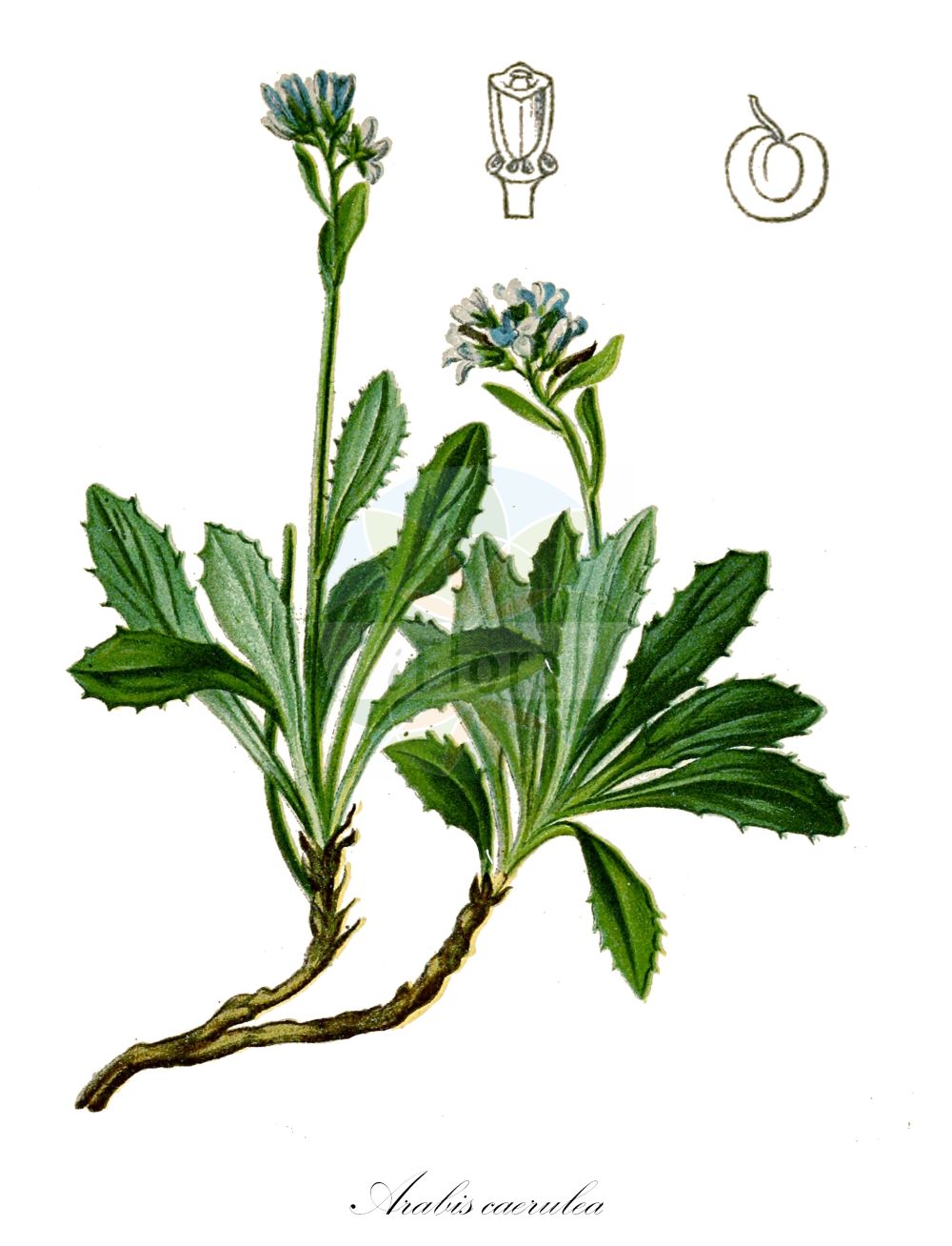 Historische Abbildung von Arabis caerulea (Blaue Gänsekresse - Blue Arabis). Das Bild zeigt Blatt, Bluete, Frucht und Same. ---- Historical Drawing of Arabis caerulea (Blaue Gänsekresse - Blue Arabis). The image is showing leaf, flower, fruit and seed.(Arabis caerulea,Blaue Gänsekresse,Blue Arabis,Arabis caerulea,Turritis caerulea,Blaue Gaensekresse,Blaukresse,Blue Arabis,Bluish Rockcress,Arabis,Gänsekresse,Rockcress,Brassicaceae,Kreuzblütler,Cabbage family,Blatt,Bluete,Frucht,Same,leaf,flower,fruit,seed,Hartinger & von Dalla Torre (1806f))