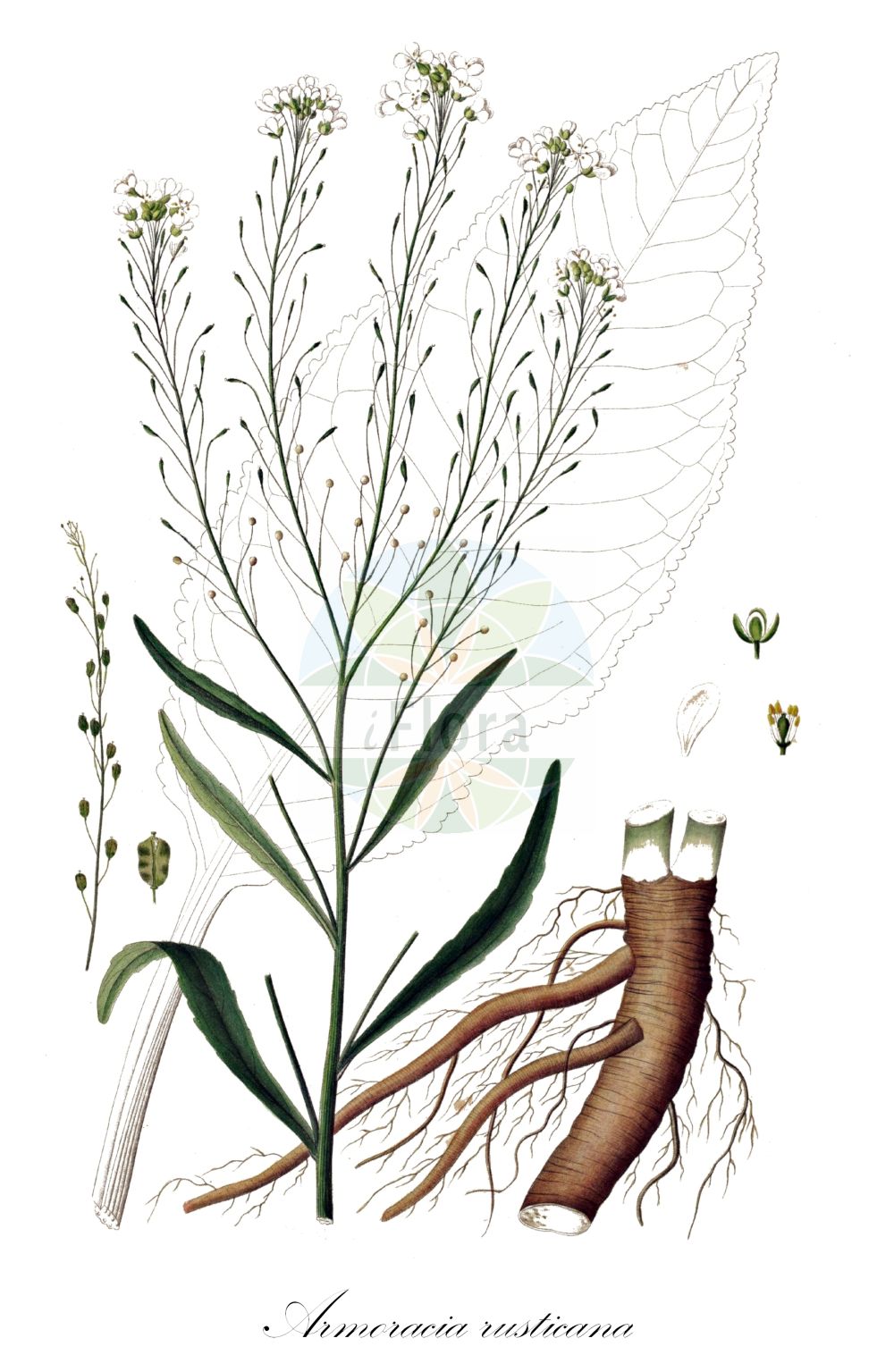 Historische Abbildung von Armoracia rusticana (Meerrettich - Horse-radish). Das Bild zeigt Blatt, Bluete, Frucht und Same. ---- Historical Drawing of Armoracia rusticana (Meerrettich - Horse-radish). The image is showing leaf, flower, fruit and seed.(Armoracia rusticana,Meerrettich,Horse-radish,Armoracia lapathifolia,Armoracia rusticana,Armoracia sativa,Cochlearia armoracia,Nasturtium armoracia,Rorippa armoracia,Rorippa rusticana,Meerrettich,Kren,Horse-radish,Armoracia,Meerrettich,Horseradish,Brassicaceae,Kreuzblütler,Cabbage family,Blatt,Bluete,Frucht,Same,leaf,flower,fruit,seed,Oeder (1761-1883))