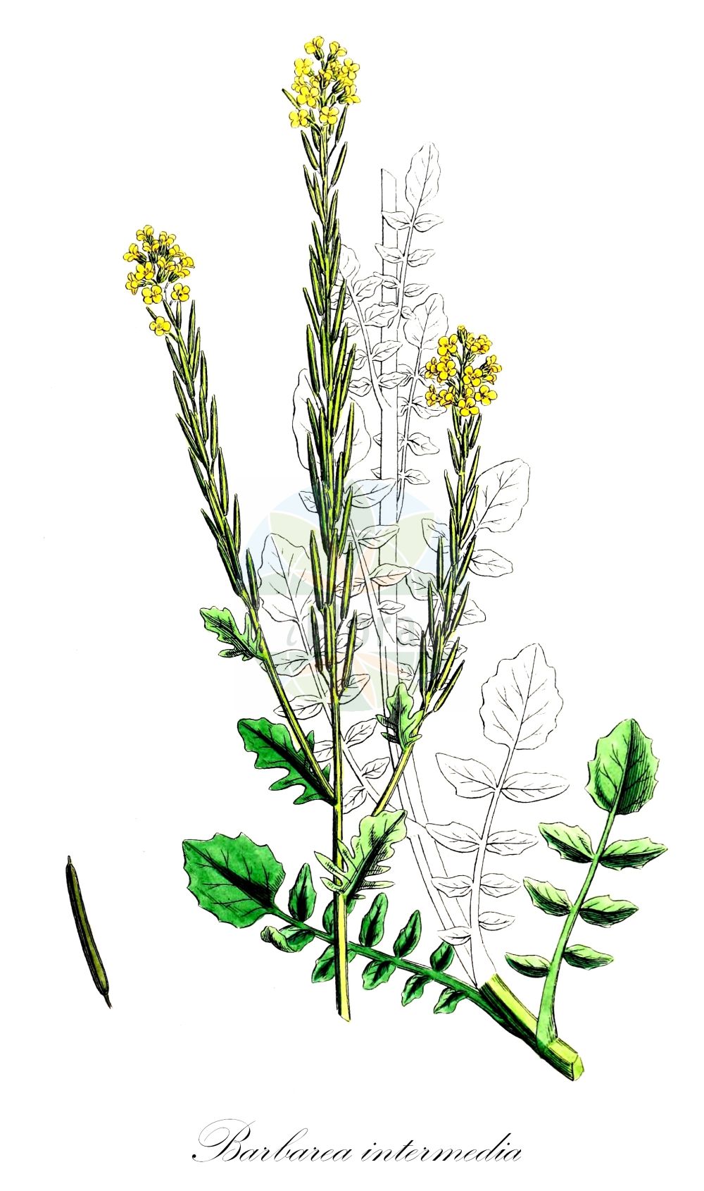 Historische Abbildung von Barbarea intermedia (Mittleres Barbarakraut - Medium-flowered Winter-Cress). Das Bild zeigt Blatt, Bluete, Frucht und Same. ---- Historical Drawing of Barbarea intermedia (Mittleres Barbarakraut - Medium-flowered Winter-Cress). The image is showing leaf, flower, fruit and seed.(Barbarea intermedia,Mittleres Barbarakraut,Medium-flowered Winter-Cress,Barbarea intermedia,Barbarea intermedia Boreau var.,Barbarea perennis,Barbarea pinnata,Barbarea prostrata,Barbarea vulgaris subsp. intermedia,Mittleres Barbarakraut,Medium-flowered Winter-Cress,Intermediate Yellow Rocket,Barbarea,Barbarakraut,Wintercress,Brassicaceae,Kreuzblütler,Cabbage family,Blatt,Bluete,Frucht,Same,leaf,flower,fruit,seed,Sowerby (1790-1813))