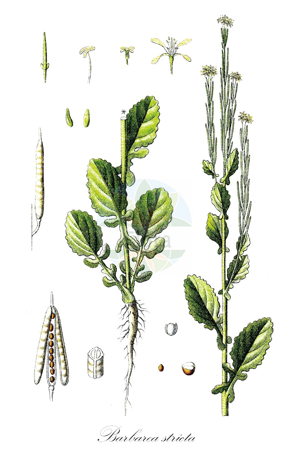 Historische Abbildung von Barbarea stricta (Steifes Barbarakraut - Small-flowered Winter-Cress). Das Bild zeigt Blatt, Bluete, Frucht und Same. ---- Historical Drawing of Barbarea stricta (Steifes Barbarakraut - Small-flowered Winter-Cress). The image is showing leaf, flower, fruit and seed.(Barbarea stricta,Steifes Barbarakraut,Small-flowered Winter-Cress,Barbarea stricta,Steifes Barbarakraut,Small-flowered Winter-Cress,Slender Wintercress,Barbarea,Barbarakraut,Wintercress,Brassicaceae,Kreuzblütler,Cabbage family,Blatt,Bluete,Frucht,Same,leaf,flower,fruit,seed,Sturm (1796f))