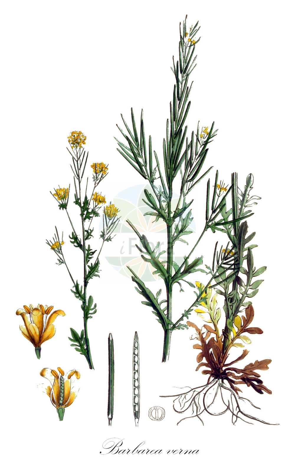 Historische Abbildung von Barbarea verna (Frühes Barbarakraut - American Winter-cress). Das Bild zeigt Blatt, Bluete, Frucht und Same. ---- Historical Drawing of Barbarea verna (Frühes Barbarakraut - American Winter-cress). The image is showing leaf, flower, fruit and seed.(Barbarea verna,Frühes Barbarakraut,American Winter-cress,Barbarea croatica,Barbarea praecox,Barbarea verna,Campe verna,Erysimum vernum,Fruehes Barbarakraut,American Winter-cress,American Cress,Bank Cress,Belle Isle Cress,Bermuda Cress,Early Wintercress,Land Cress,Scurvy Cress,Scurvy Grass,Upland Cress,American Landcress,Early Yellow Rocket,Barbarea,Barbarakraut,Wintercress,Brassicaceae,Kreuzblütler,Cabbage family,Blatt,Bluete,Frucht,Same,leaf,flower,fruit,seed,Kops (1800-1934))