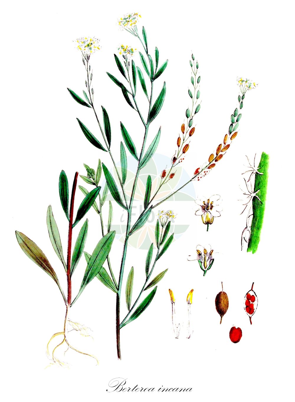 Historische Abbildung von Berteroa incana (Gewöhnliche Graukresse - Hoary Alison). Das Bild zeigt Blatt, Bluete, Frucht und Same. ---- Historical Drawing of Berteroa incana (Gewöhnliche Graukresse - Hoary Alison). The image is showing leaf, flower, fruit and seed.(Berteroa incana,Gewöhnliche Graukresse,Hoary Alison,Alyssum incanum,Berteroa incana,Berteroa incana (L.) DC.,Berteroa stricta,Farsetia incana,Gewoehnliche Graukresse,Graues Steinkraut,Hoary Alison,Hoary Alyssum,Hoary False Alyssum,Hoary False Madwort,Berteroa,Graukresse,False Madwort,Brassicaceae,Kreuzblütler,Cabbage family,Blatt,Bluete,Frucht,Same,leaf,flower,fruit,seed,Kops (1800-1934))