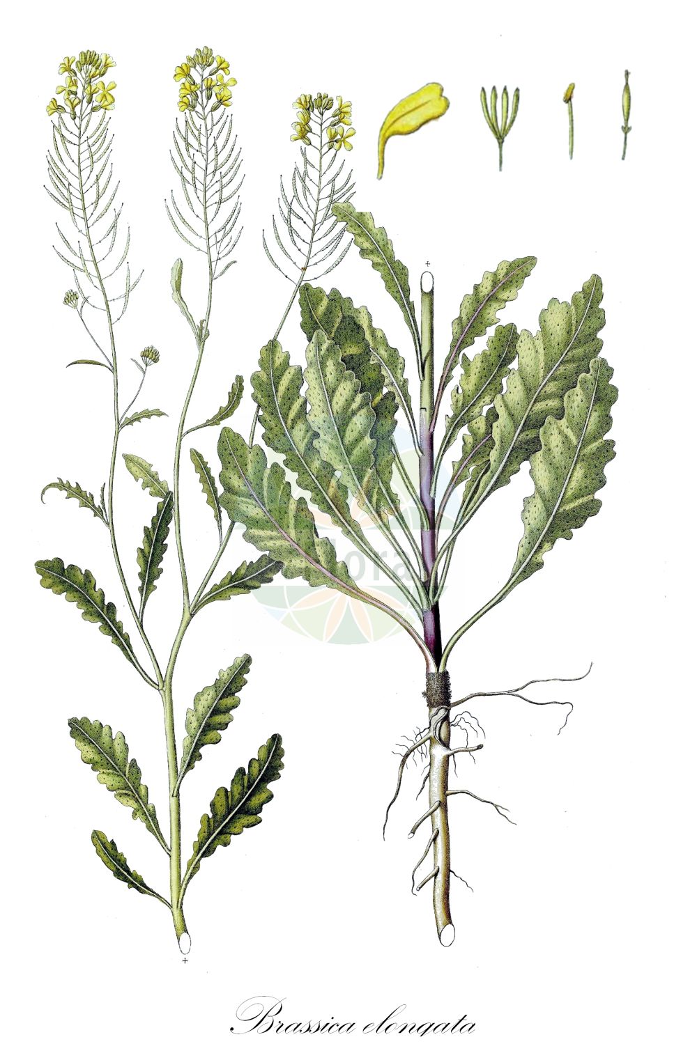 Historische Abbildung von Brassica elongata (Langtraubiger Kohl - Long-stalked Rape). Das Bild zeigt Blatt, Bluete, Frucht und Same. ---- Historical Drawing of Brassica elongata (Langtraubiger Kohl - Long-stalked Rape). The image is showing leaf, flower, fruit and seed.(Brassica elongata,Langtraubiger Kohl,Long-stalked Rape,Brassica elongata,Langtraubiger Kohl,Long-stalked Rape,Elongated Mustard,Brassica,Kohl,Brassicas,Brassicaceae,Kreuzblütler,Cabbage family,Blatt,Bluete,Frucht,Same,leaf,flower,fruit,seed,Waldstein-Wartenberg & Kitaibel (1799-1812))