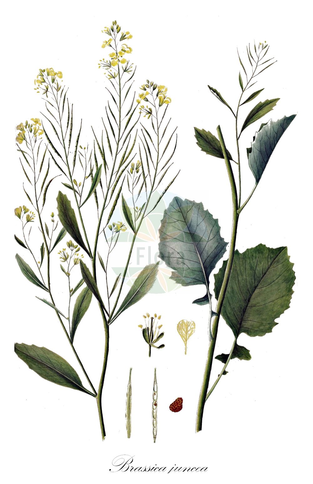Historische Abbildung von Brassica juncea (Brauner Senf - Chinese Mustard). Das Bild zeigt Blatt, Bluete, Frucht und Same. ---- Historical Drawing of Brassica juncea (Brauner Senf - Chinese Mustard). The image is showing leaf, flower, fruit and seed.(Brassica juncea,Brauner Senf,Chinese Mustard,Brassica juncea,Brauner Senf,Indischer Senf,Ruten-Kohl,Sarepta-Senf,Chinese Mustard,Brown Mustard,Chinese Turnip,India Mustard,Indian Mustard,Leaf Mustard,Spinach Mustard,Tuberous-rooted Mustard,White Mustard,Brassica,Kohl,Brassicas,Brassicaceae,Kreuzblütler,Cabbage family,Blatt,Bluete,Frucht,Same,leaf,flower,fruit,seed,Oeder (1761-1883))