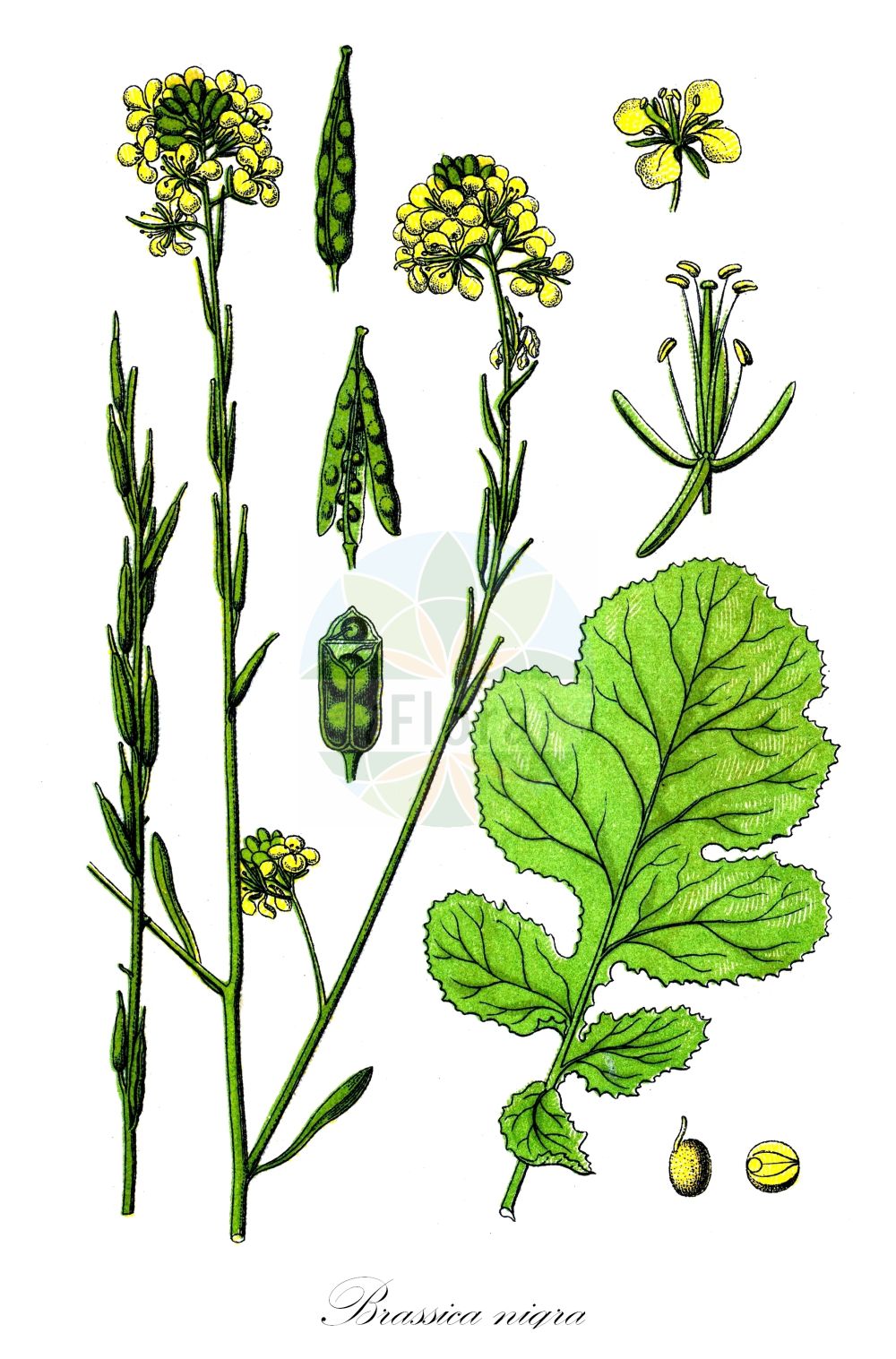 Historische Abbildung von Brassica nigra (Schwarzer Senf - Black Mustard). Das Bild zeigt Blatt, Bluete, Frucht und Same. ---- Historical Drawing of Brassica nigra (Schwarzer Senf - Black Mustard). The image is showing leaf, flower, fruit and seed.(Brassica nigra,Schwarzer Senf,Black Mustard,Brassica bracteolata,Brassica nigra,Brassica nigra (L.) Koch,Sinapis nigra,Schwarzer Senf,Brauner Senf,Senf-Kohl,Black Mustard,Wild Cabbage,Brassica,Kohl,Brassicas,Brassicaceae,Kreuzblütler,Cabbage family,Blatt,Bluete,Frucht,Same,leaf,flower,fruit,seed,Sturm (1796f))