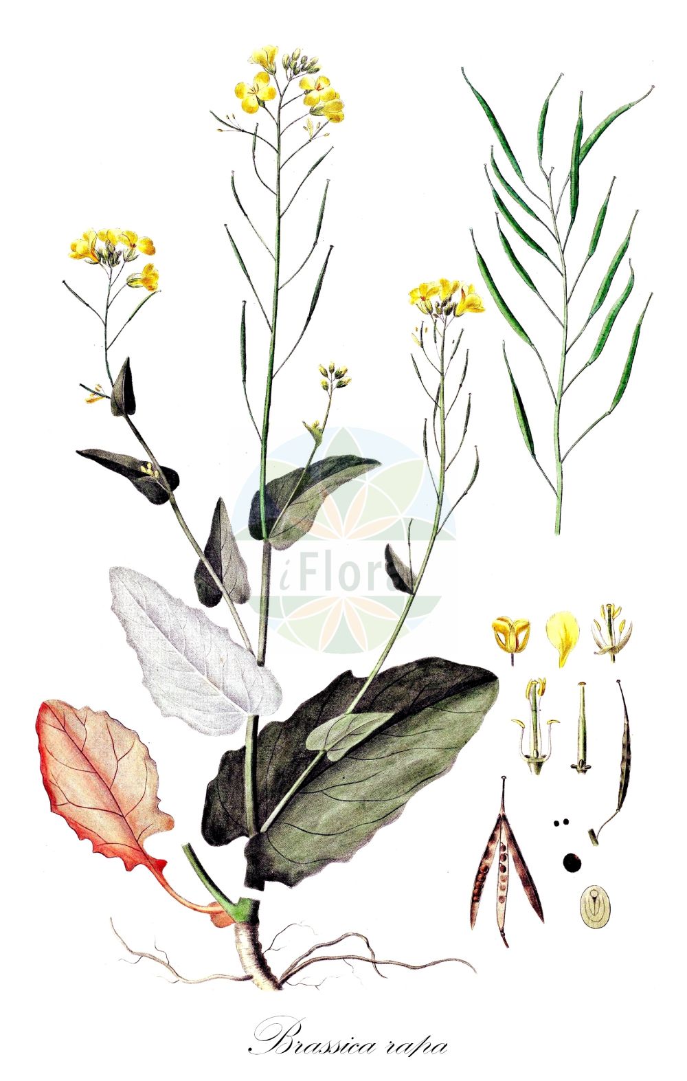 Historische Abbildung von Brassica rapa (Feldrübe - Turnip). Das Bild zeigt Blatt, Bluete, Frucht und Same. ---- Historical Drawing of Brassica rapa (Feldrübe - Turnip). The image is showing leaf, flower, fruit and seed.(Brassica rapa,Feldrübe,Turnip,Brassica asperifolia,Brassica campestris,Brassica pekinensis,Brassica rapa,Feldruebe,Breitblatt-Chinakohl,Pe-tsai,Schmalblatt-China-Kohl,Stoppelruebe,Wasserruebe,Weisse Ruebe,Wilde Weissruebe,Turnip,Forage Turnip,Field Mustard,Garden Turnip,Brassica,Kohl,Brassicas,Brassicaceae,Kreuzblütler,Cabbage family,Blatt,Bluete,Frucht,Same,leaf,flower,fruit,seed,Oeder (1761-1883))